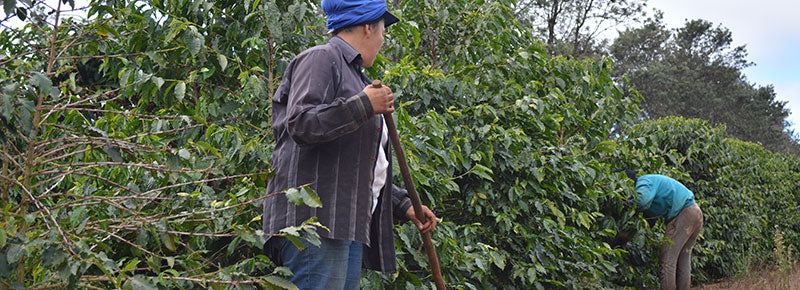 A woman rakes out sticks and leaves from picked coffee cherries.