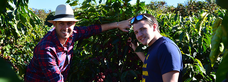 Renoldo and Ethan checking out the ripe coffee cherries.