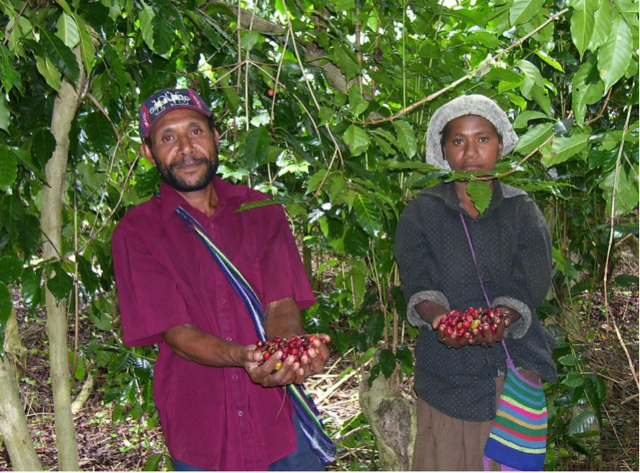 two people holding a bunch of coffee cherries in their hands