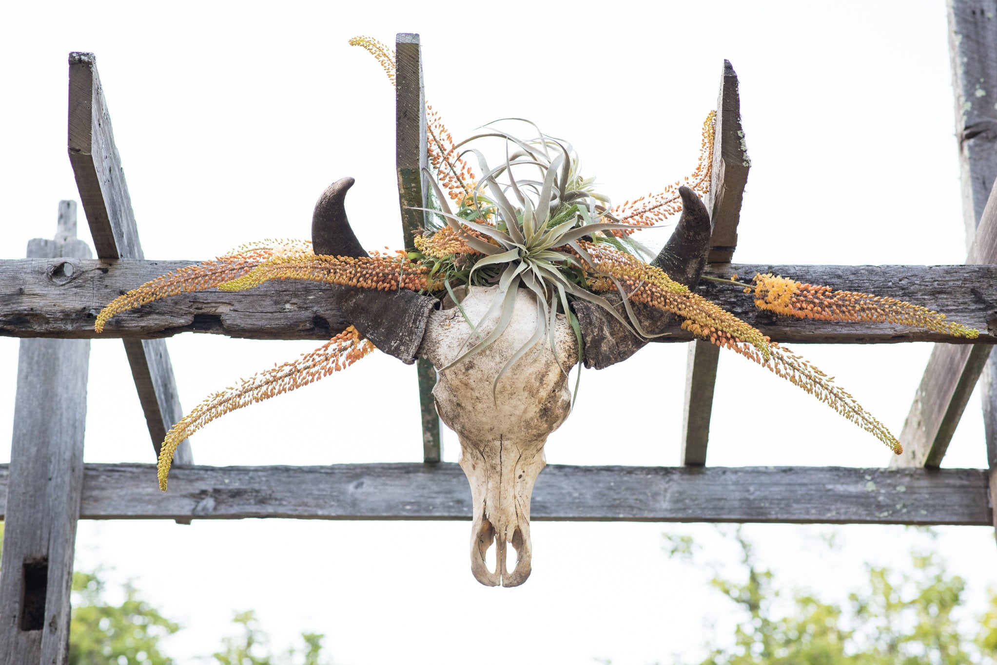 cow skull with tillandsia air plants on an arbor