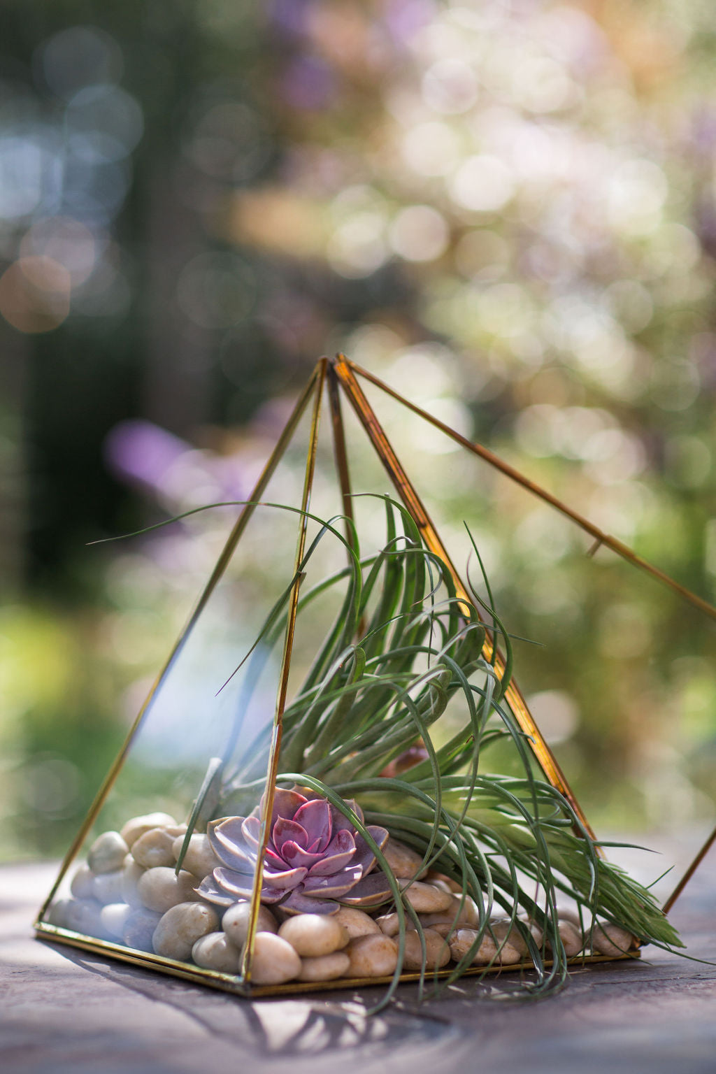 air plant terrarium centerpiece 