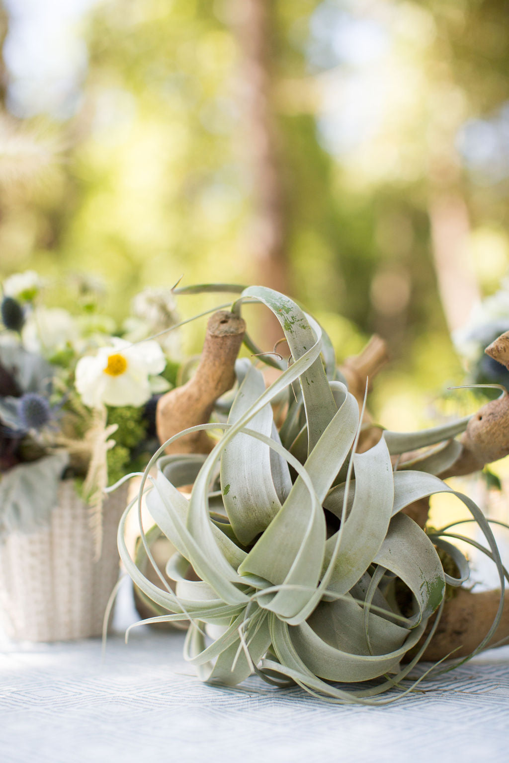 xerographica air plant centerpiece