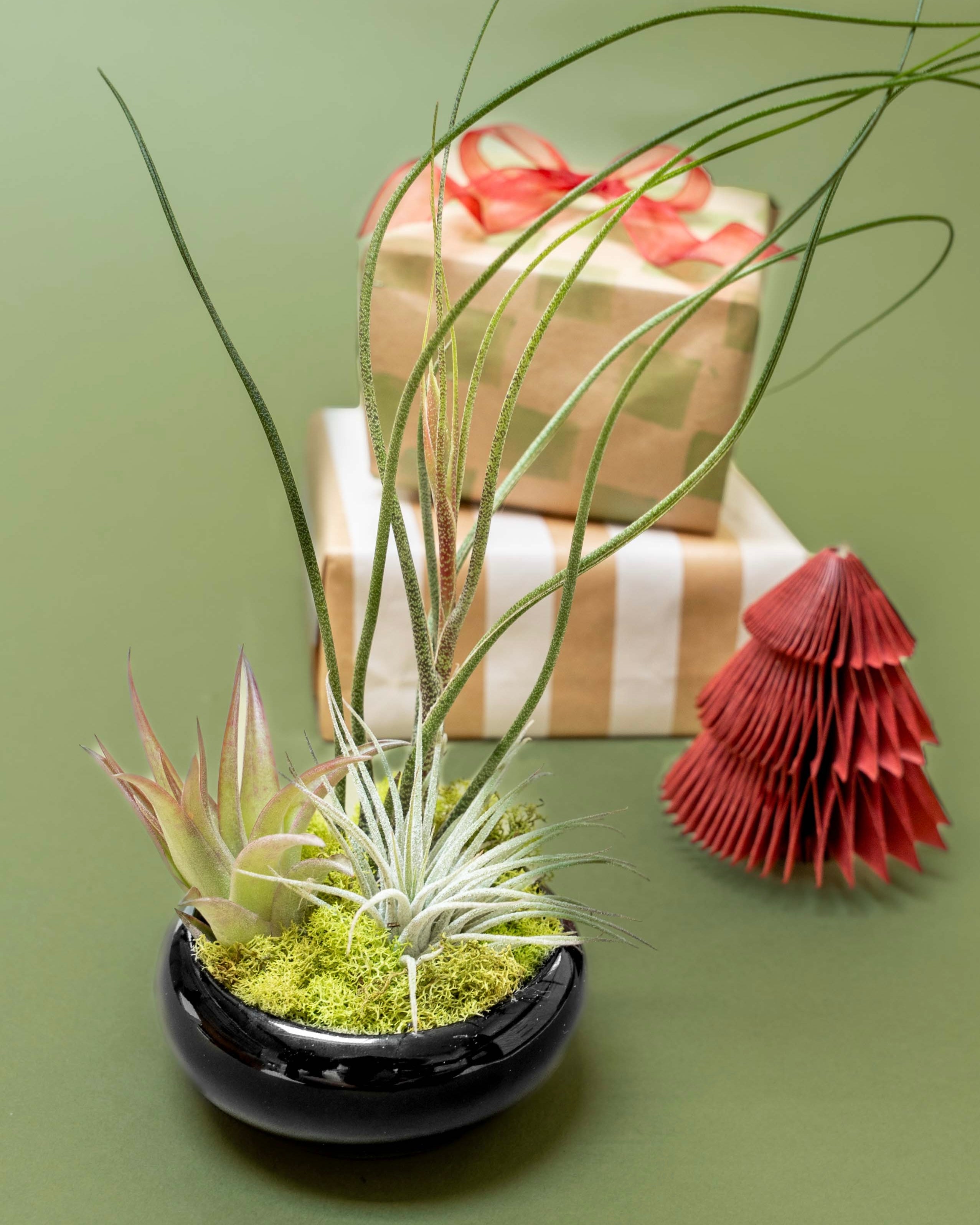 air plant tillandsia gift guide garden dish