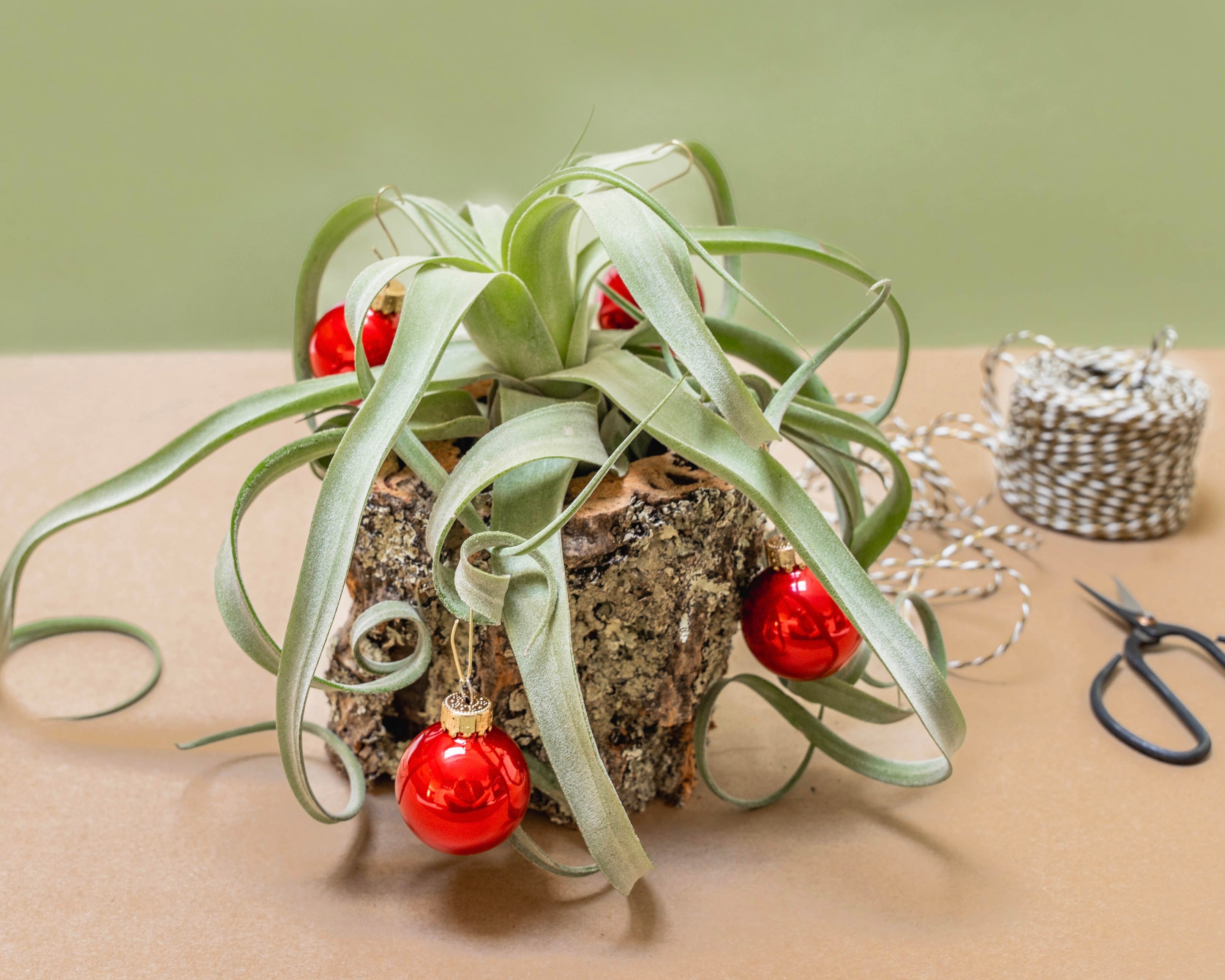 air plant tillandsia gift cork bark