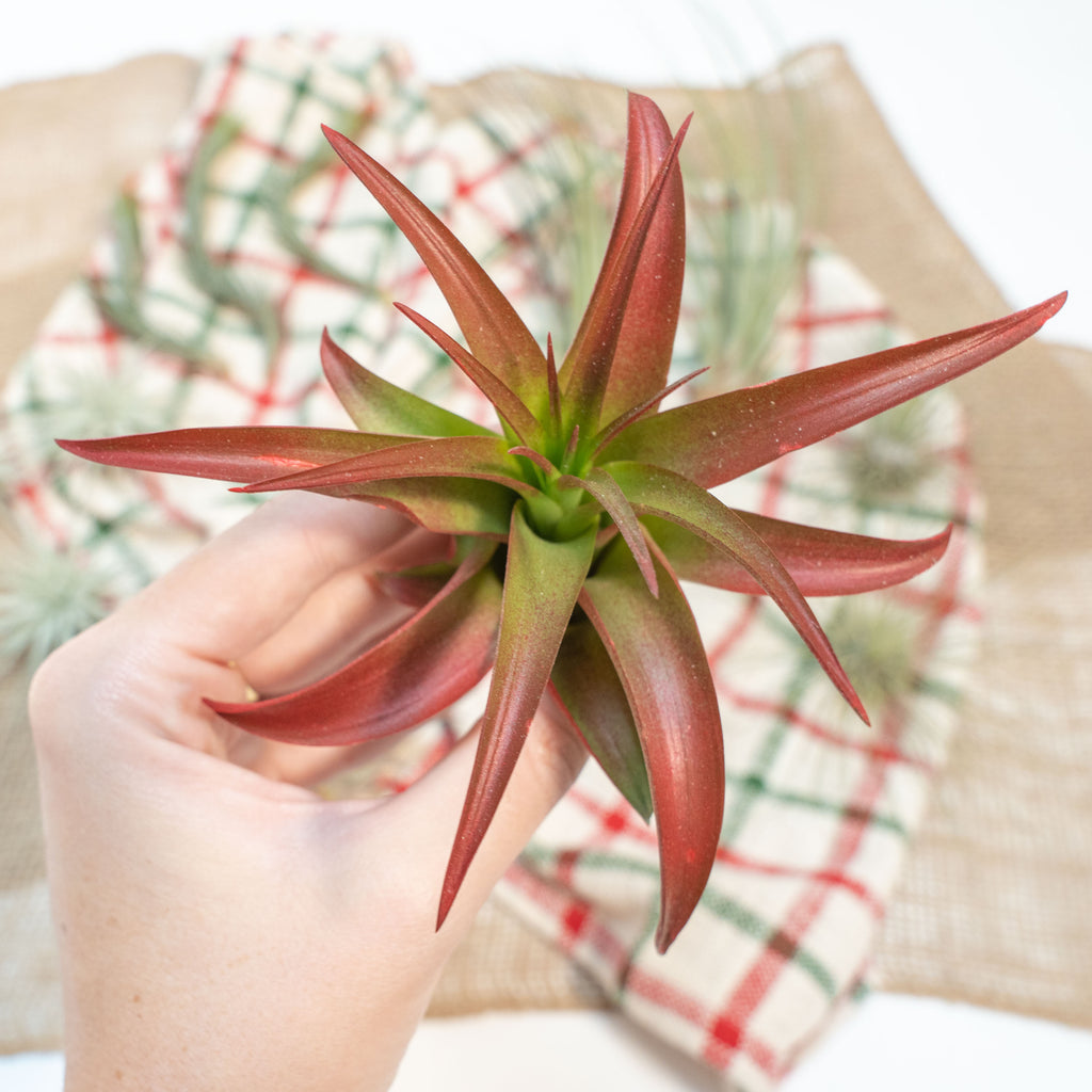 tillandsia red abdita air plant