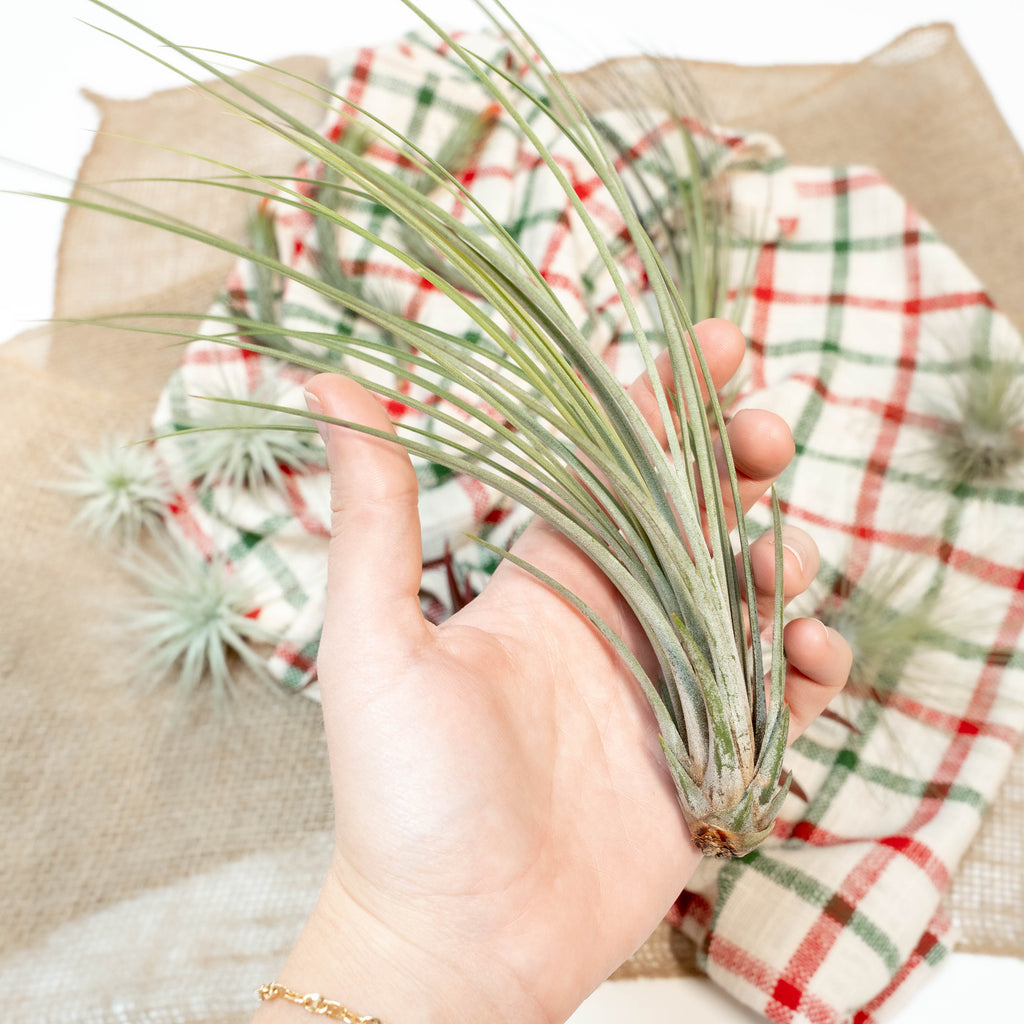 tillandsia juncea air plant 