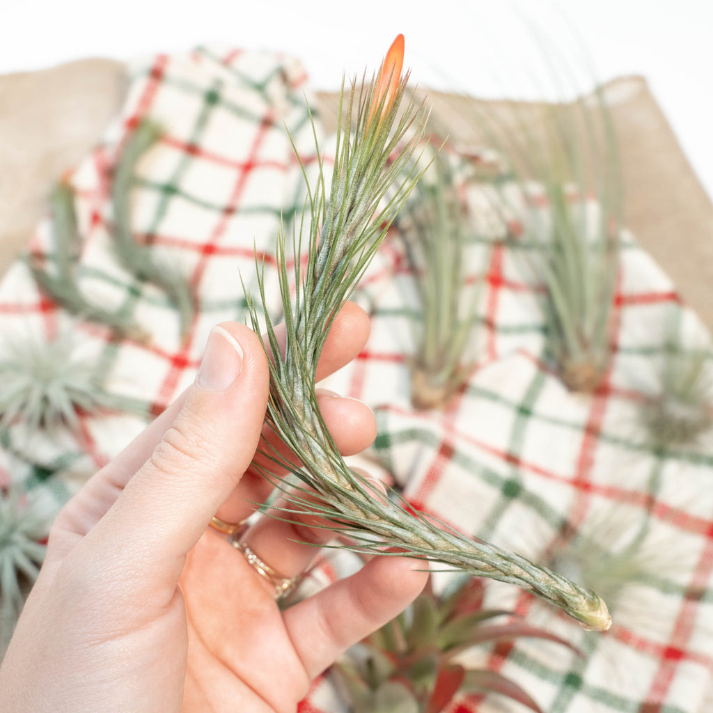 \tillandsia funckiana air plant