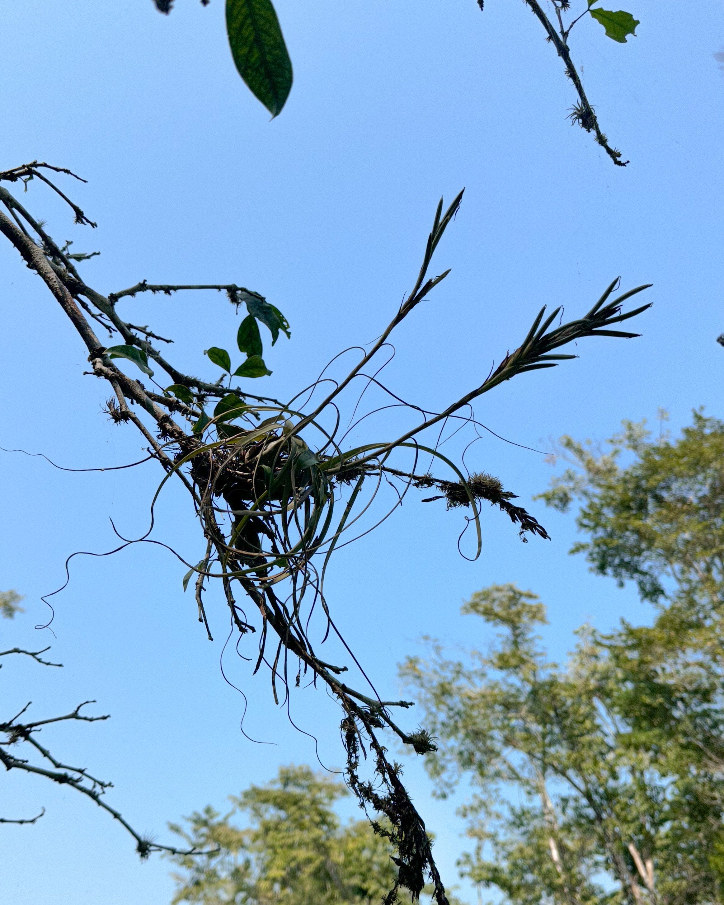 tillandsia Balbisiana air plant