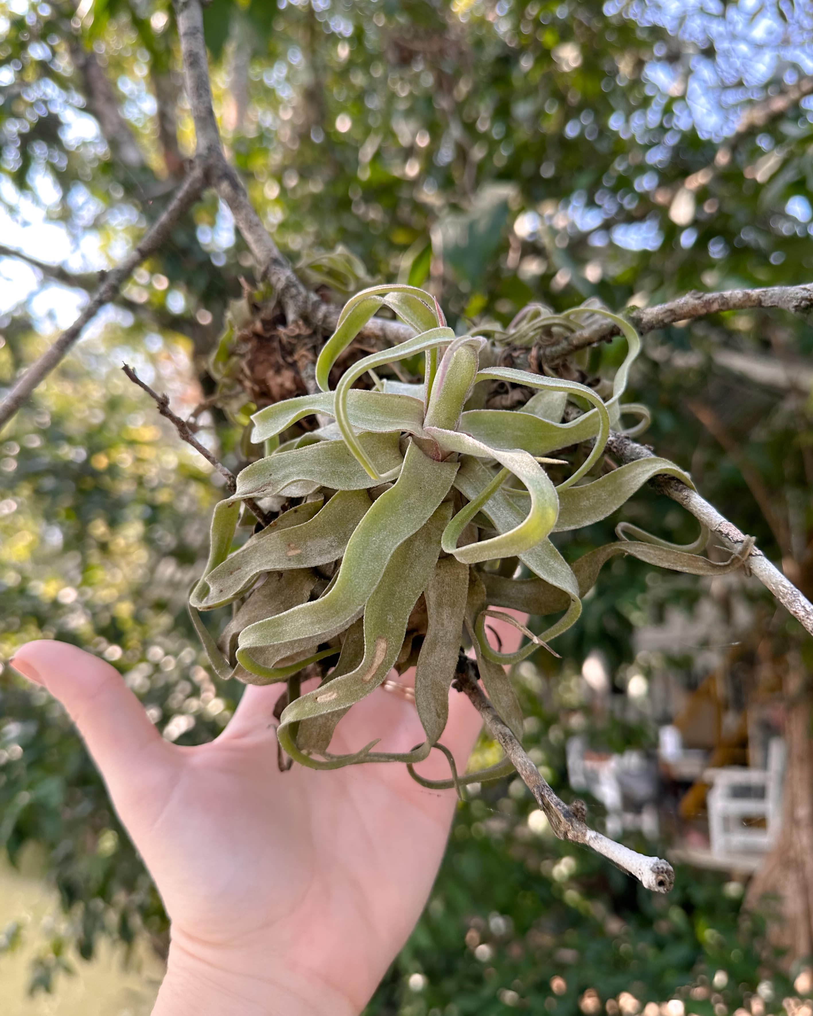 air plant tillandsia streptophylla