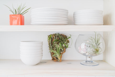 tillandsia air plants decorate a kitchen 