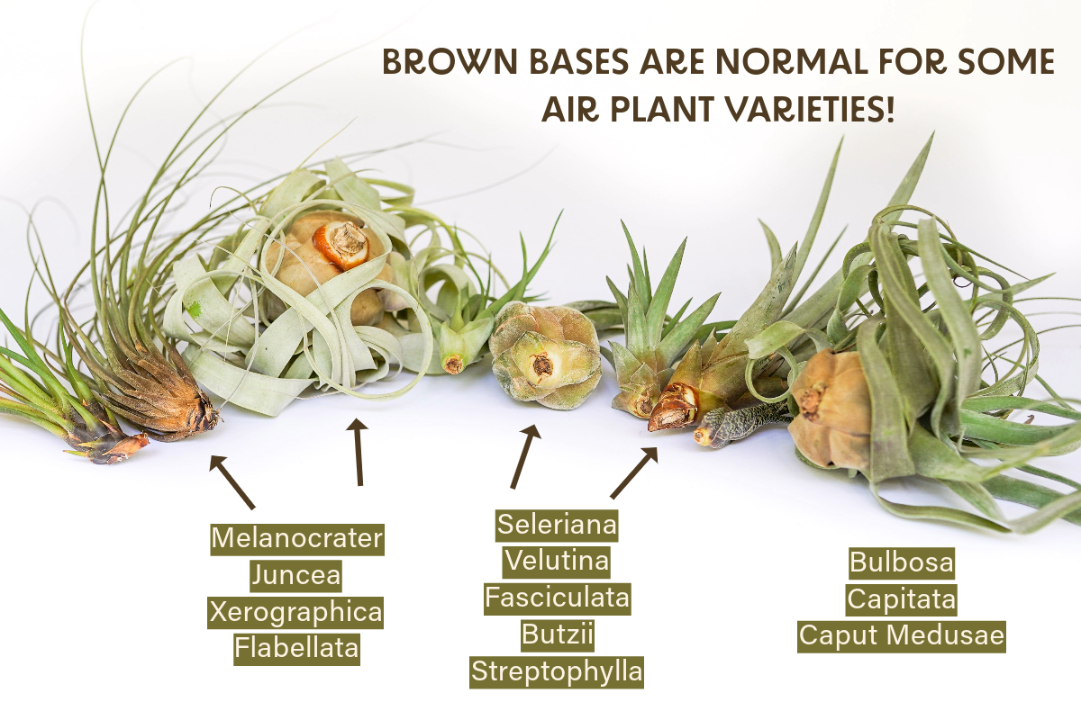 air plant tillandsia brown base normal