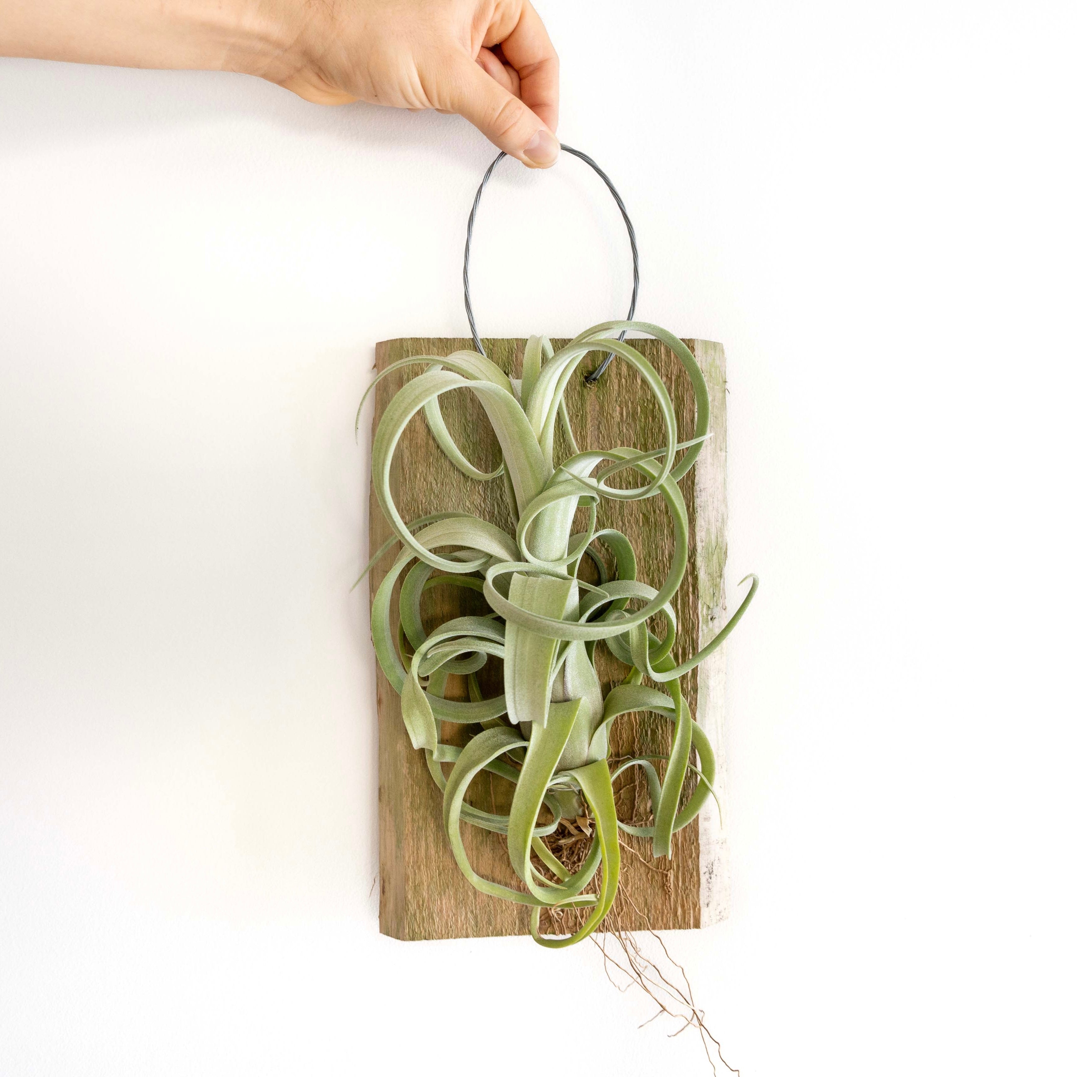 air plant tillandsia curly slim cedar plank