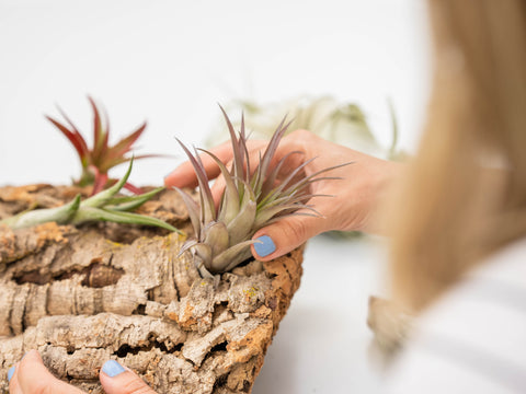 a woman making a tillandsia air plant display with virgin cork bark