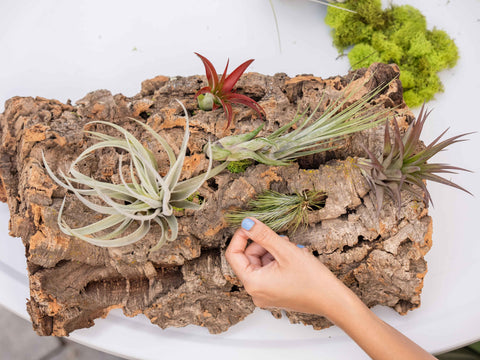 a woman making a tillandsia air plant display with virgin cork bark