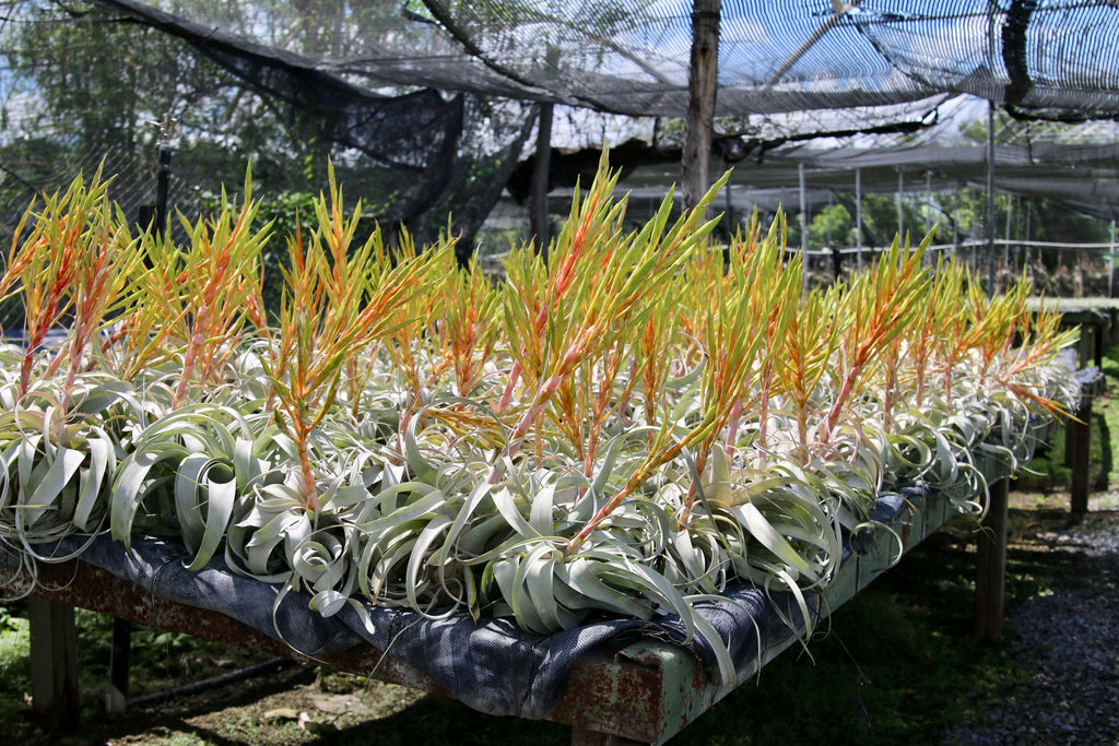 hundreds of tillandsia xerographica with bloom stalks at the farm