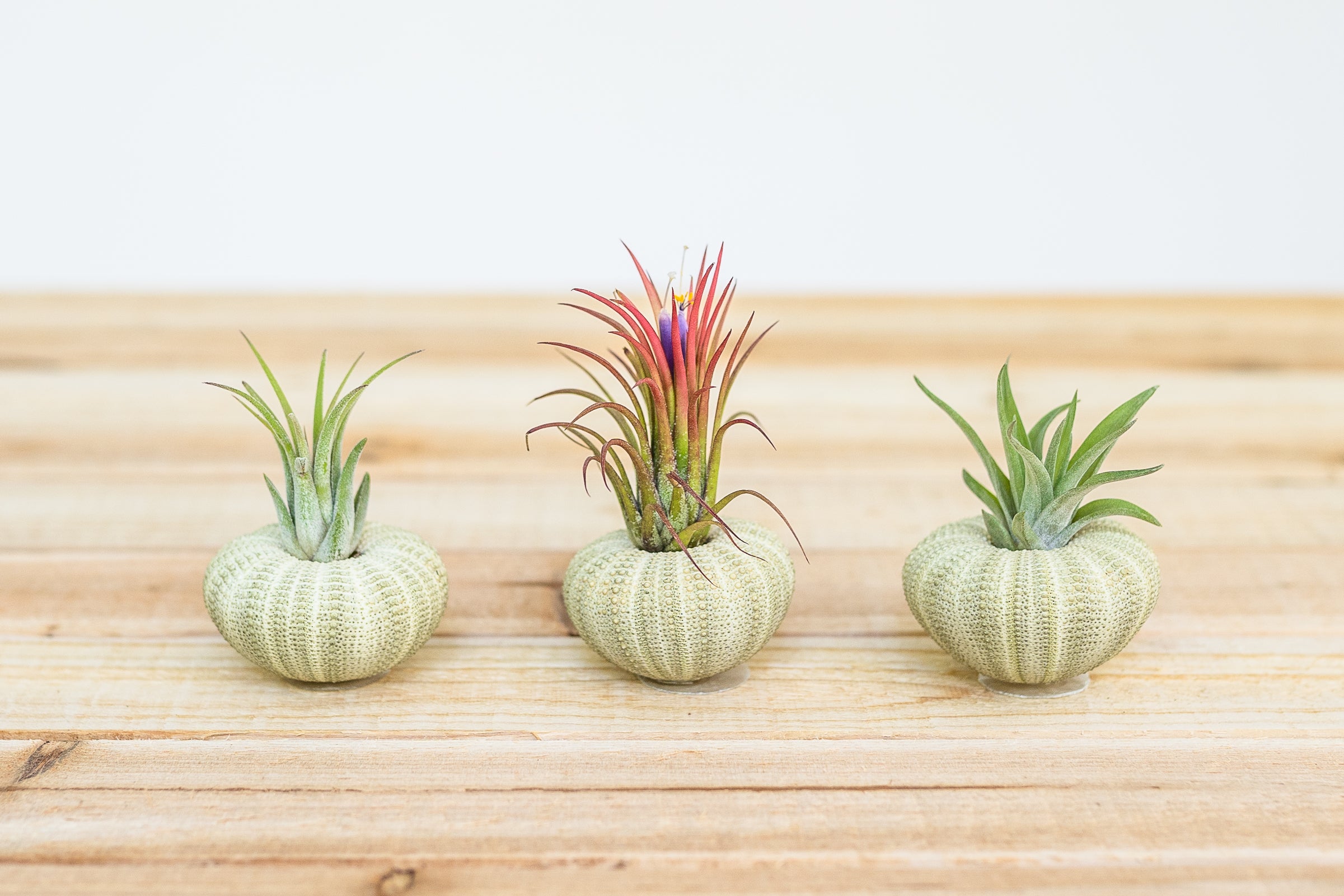 green urchins with tillandsia ionantha air plants