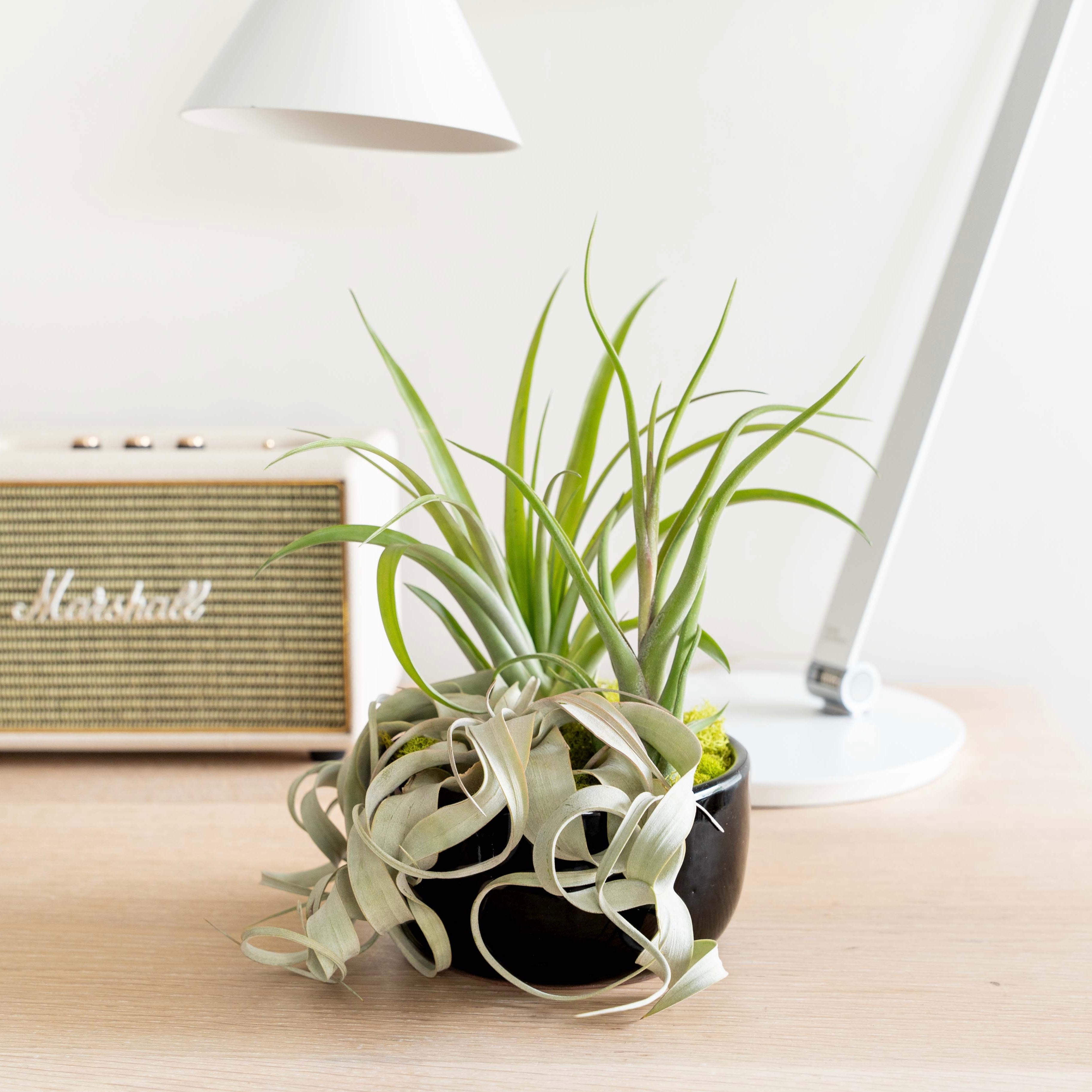 air plant shop fully assembled dish garden