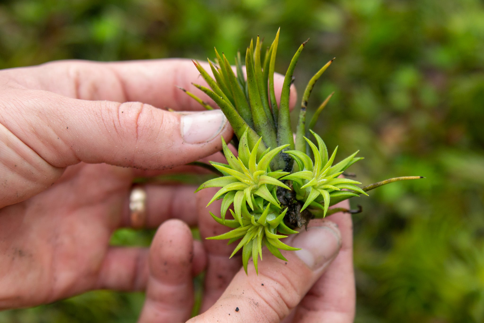 tillandsia ionantha air plant with pups