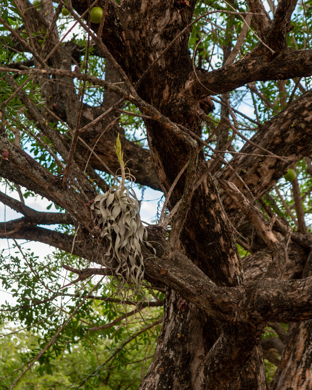 tillandsia xerographica air plant in a tree in the wild