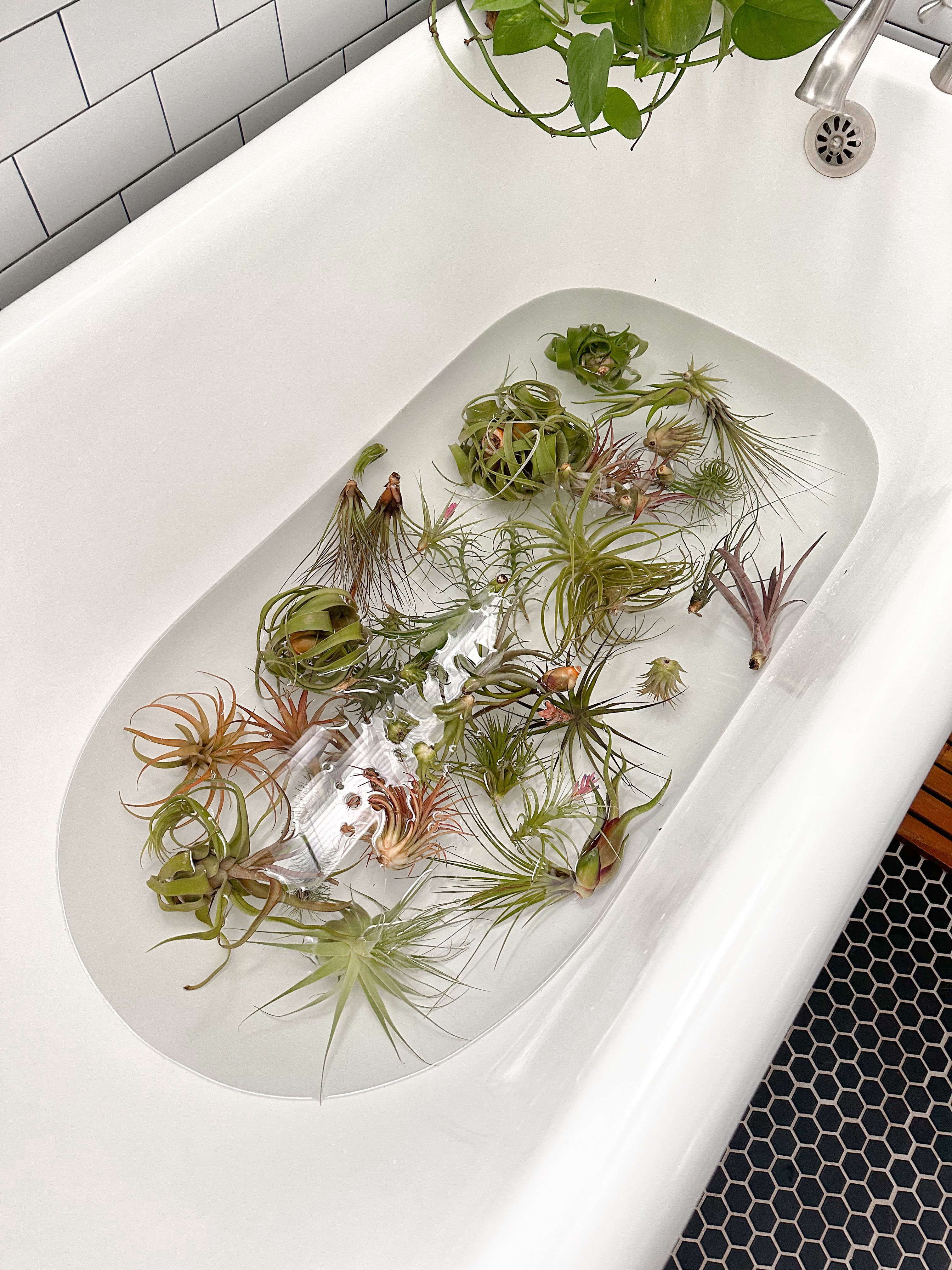 air plant tillandisa watering soaking