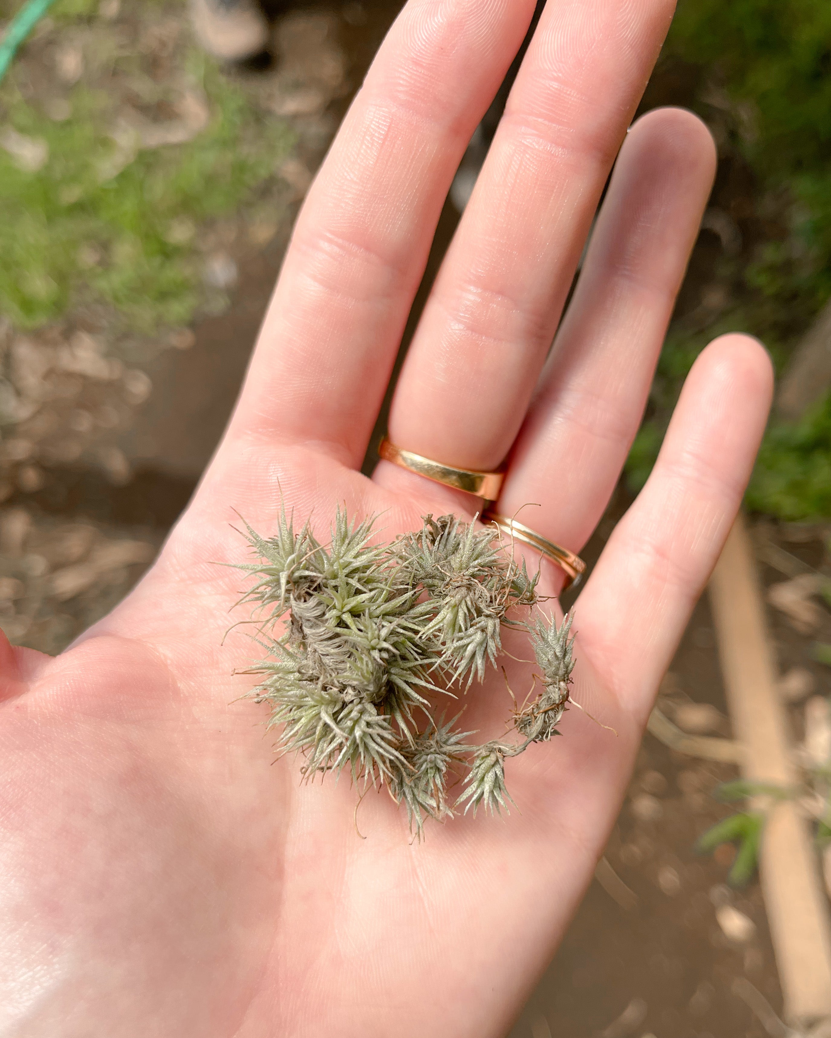 air plant tillandsia seed