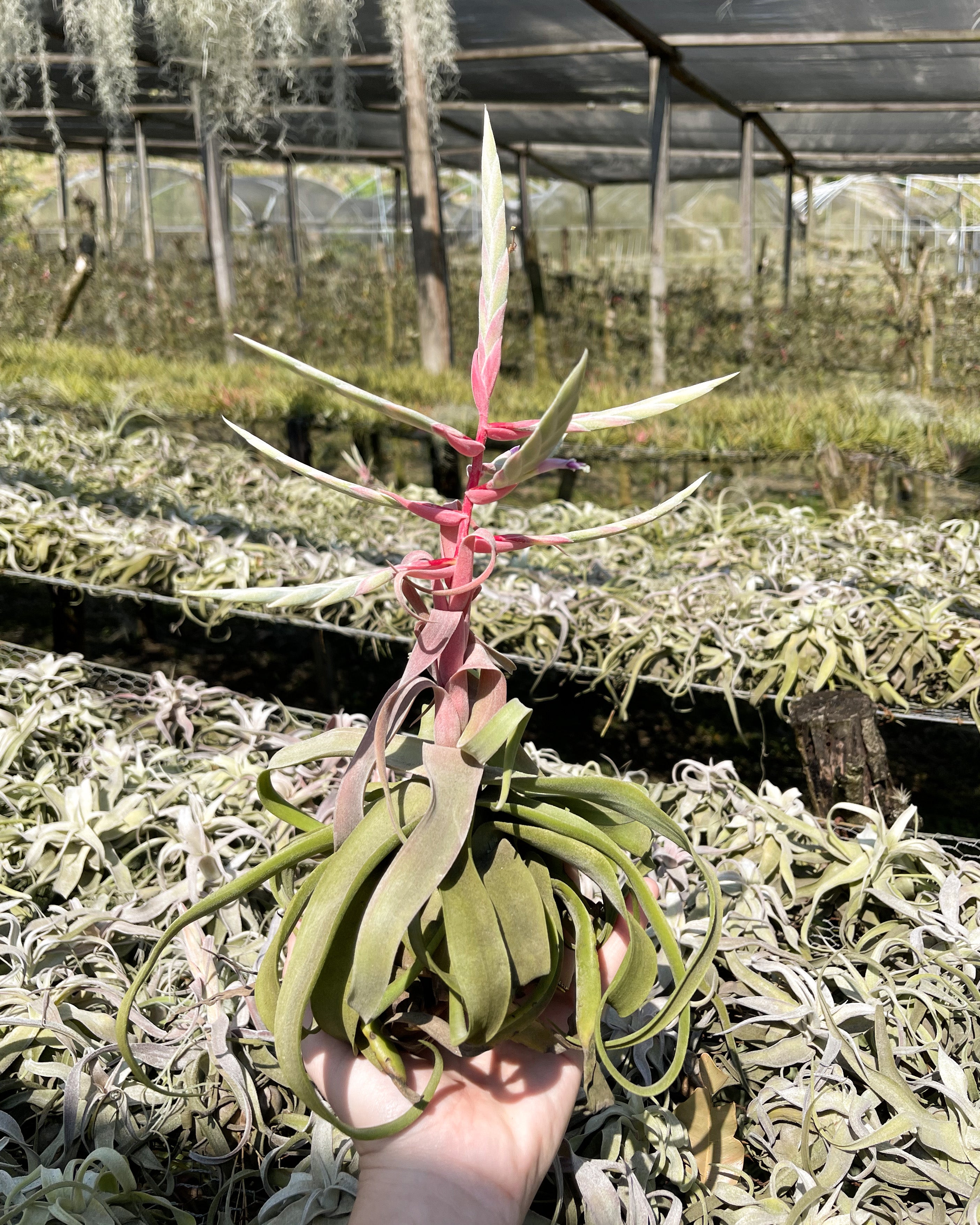 air plant tillandsia streptophylla bloom spike