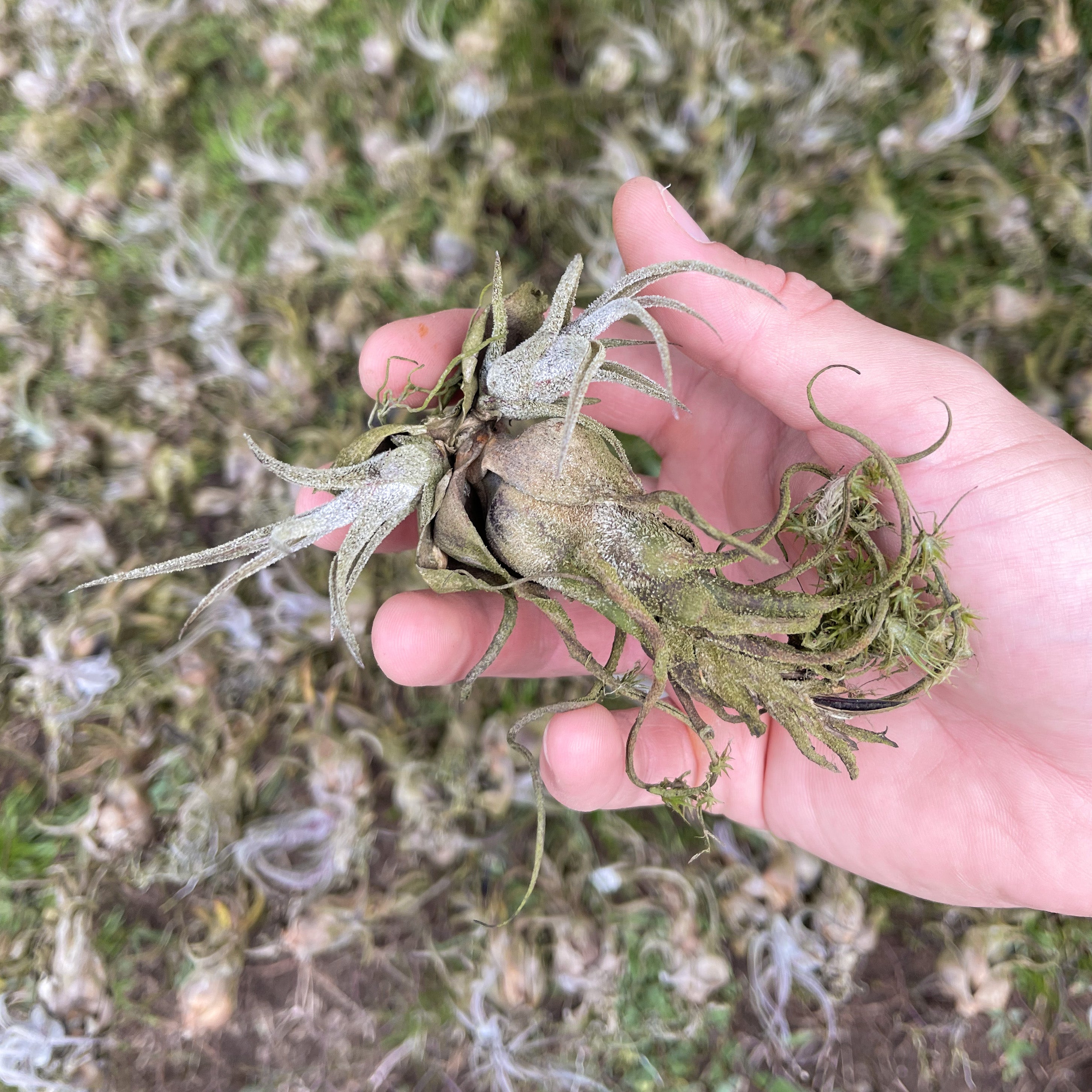 tillandsia pruinosa air plant with pups