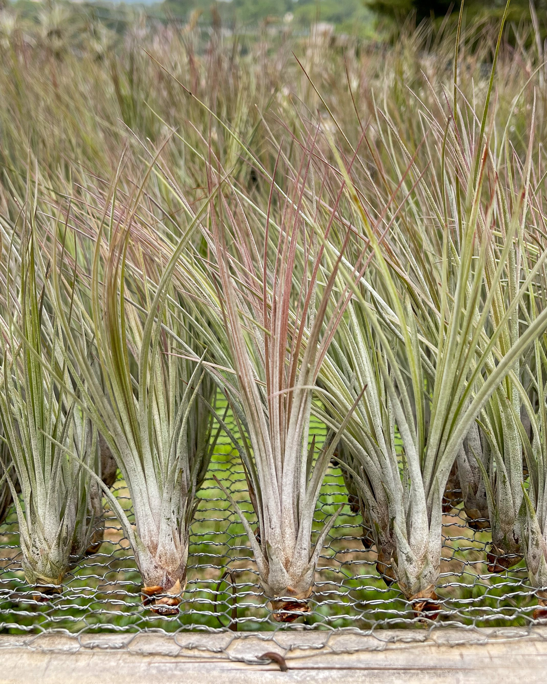 air plant tillandsia juncea naturally brown