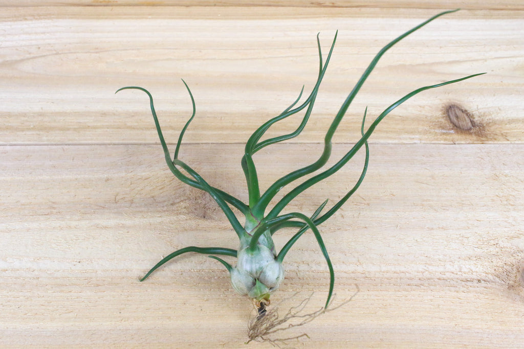 tillandsia bulbosa guatemala air plant