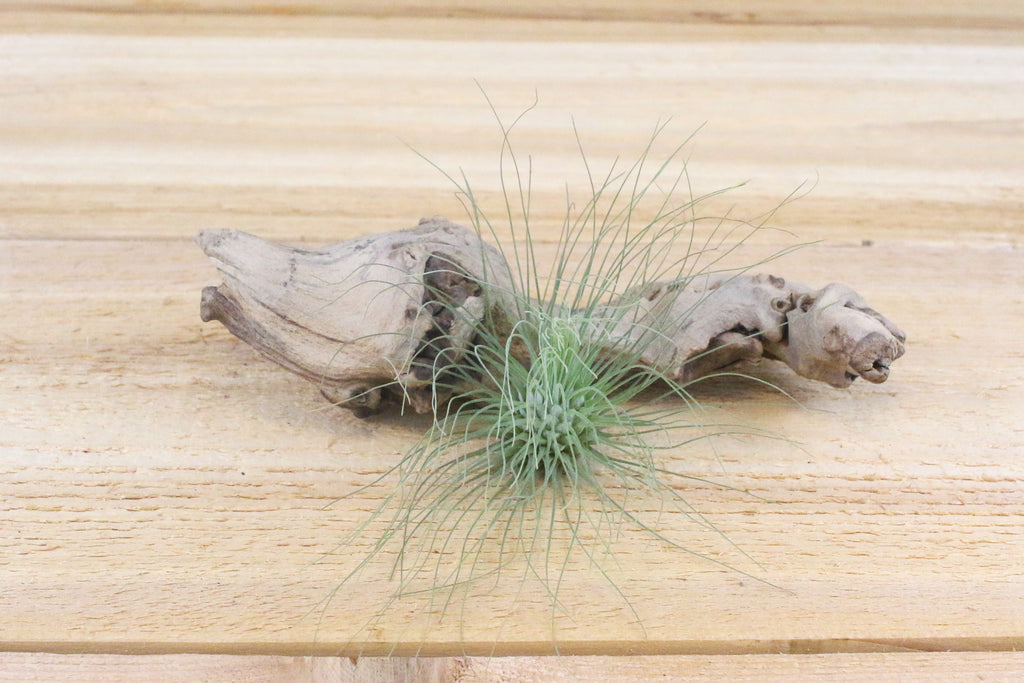 tillandsia argentea thin air plant