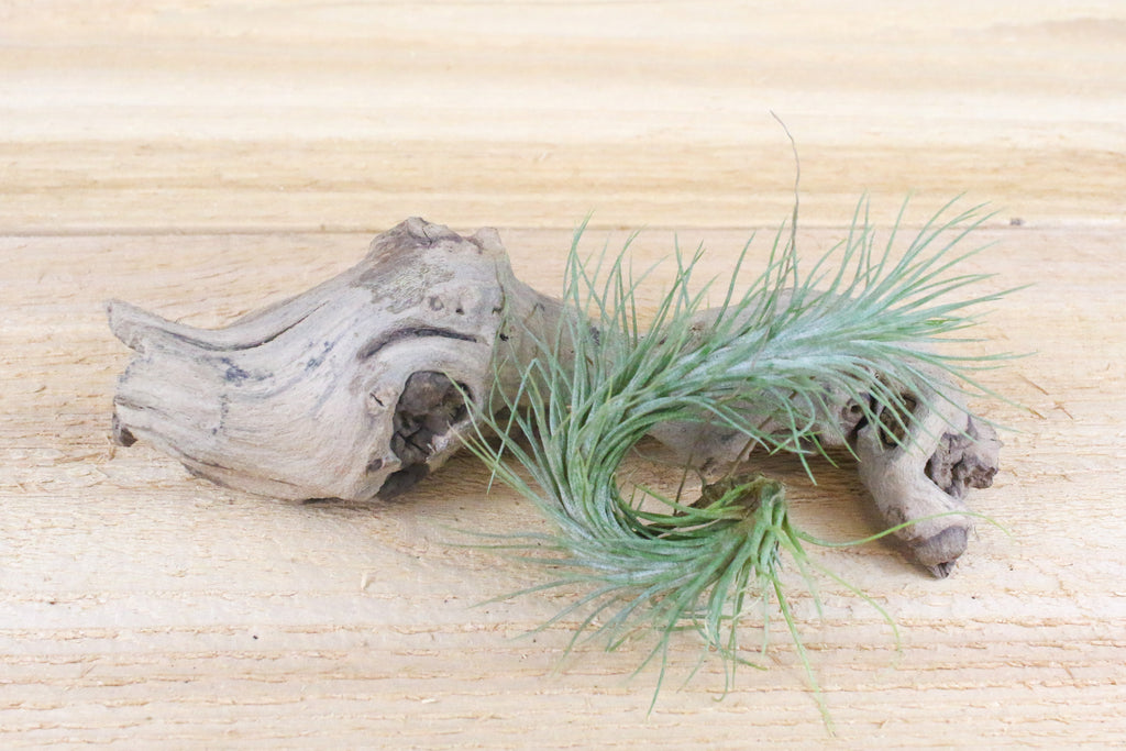 tillandsia funckiana air plant