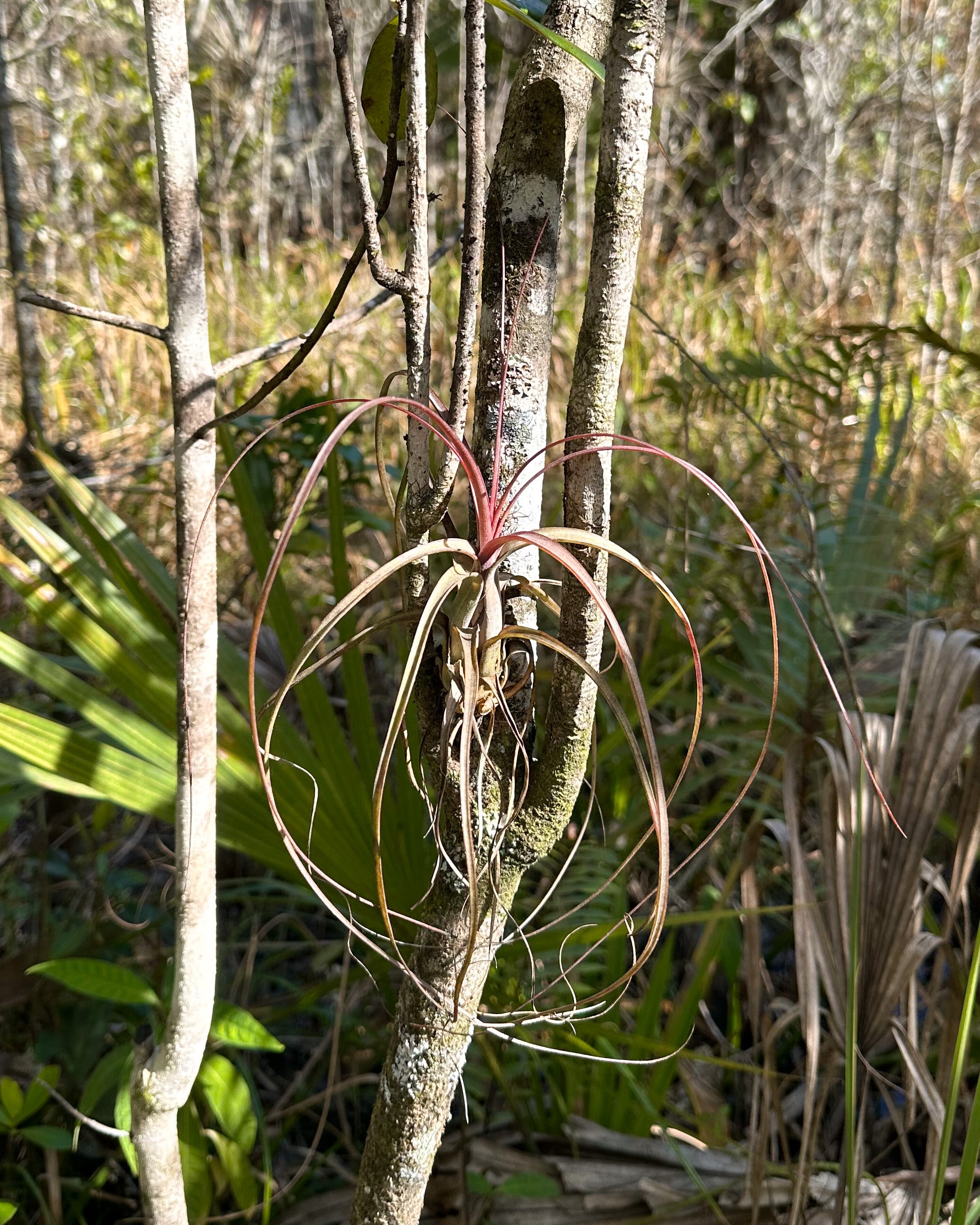 air plant tillandsia Balbisiana