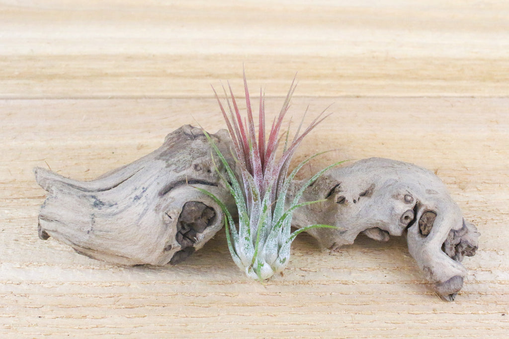 tilllandsia ionantha guatemala air plant