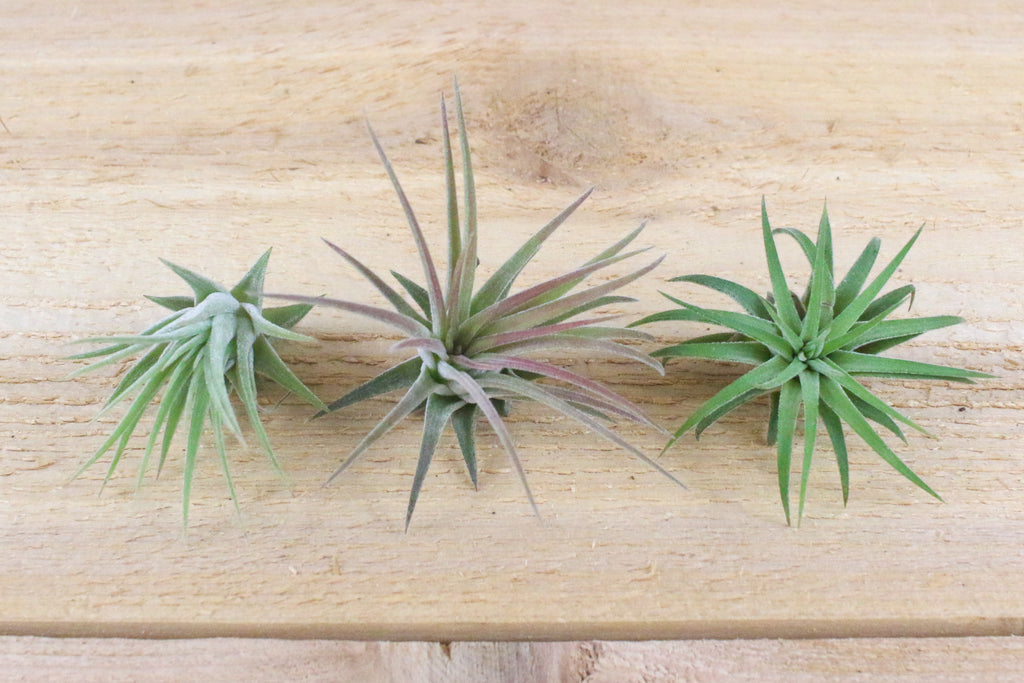 tillandsia ionantha mexican air plants