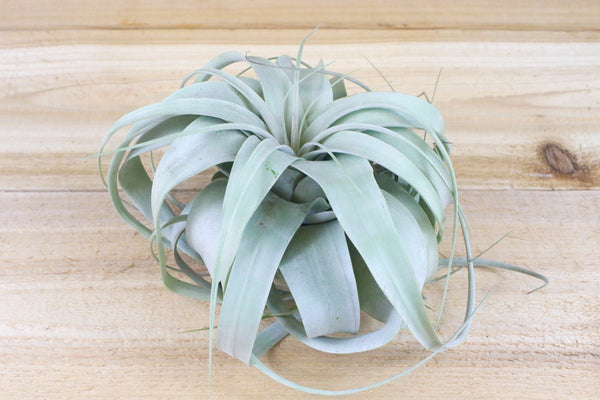 tillandsia xerographica air plant