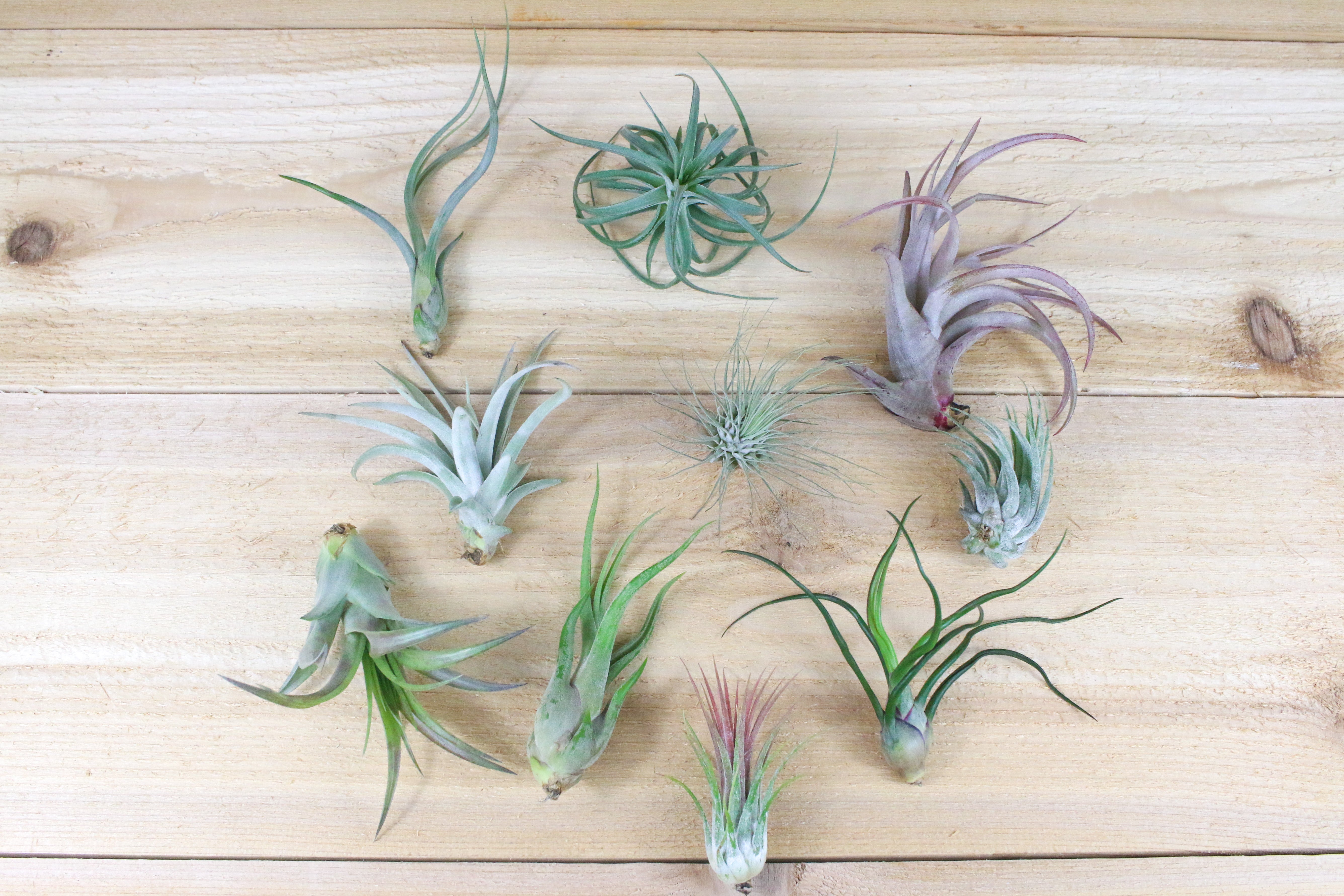 air plant variety pack 