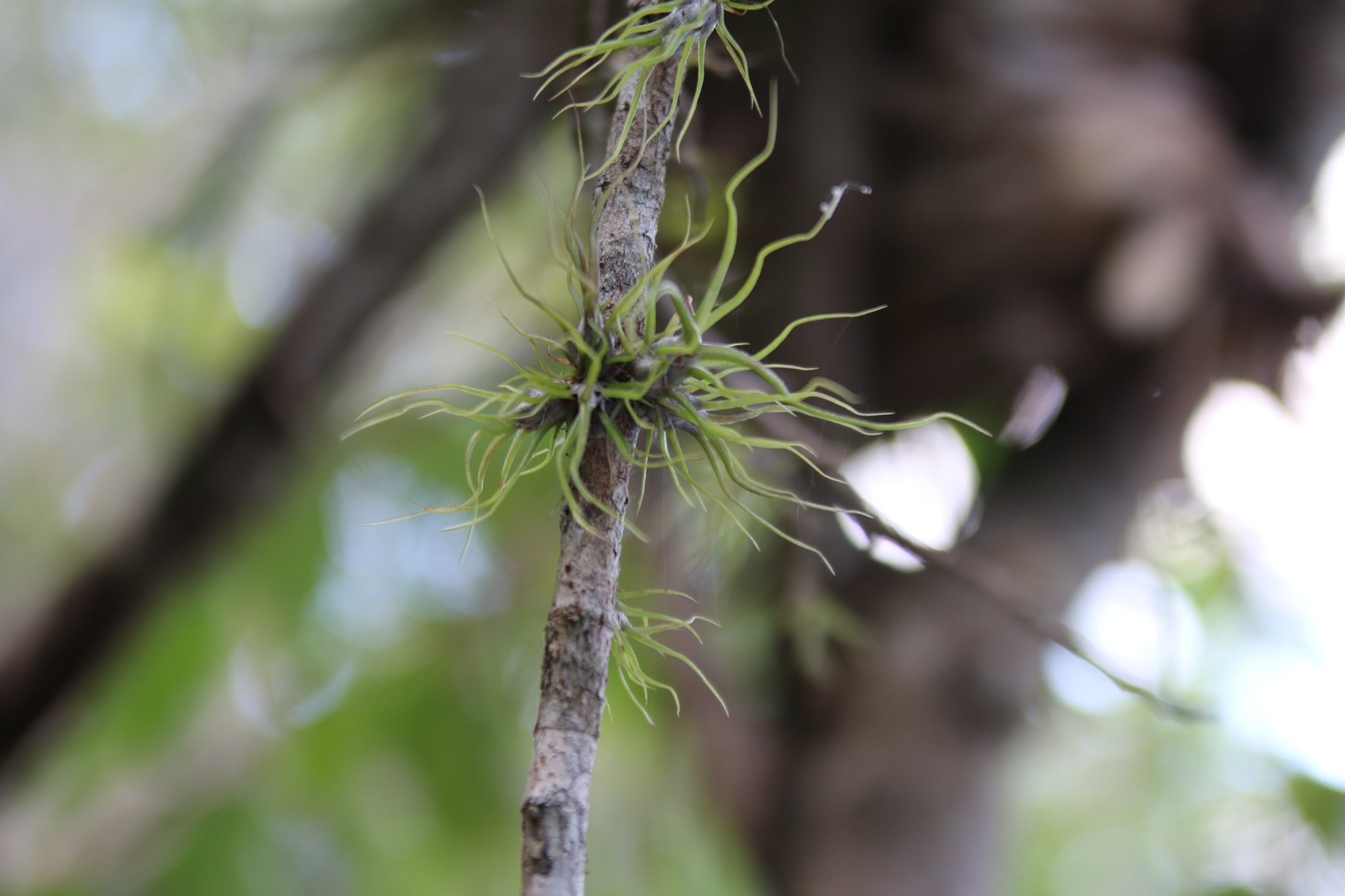 Bulbosa Guatemala Air Plant Seedlings