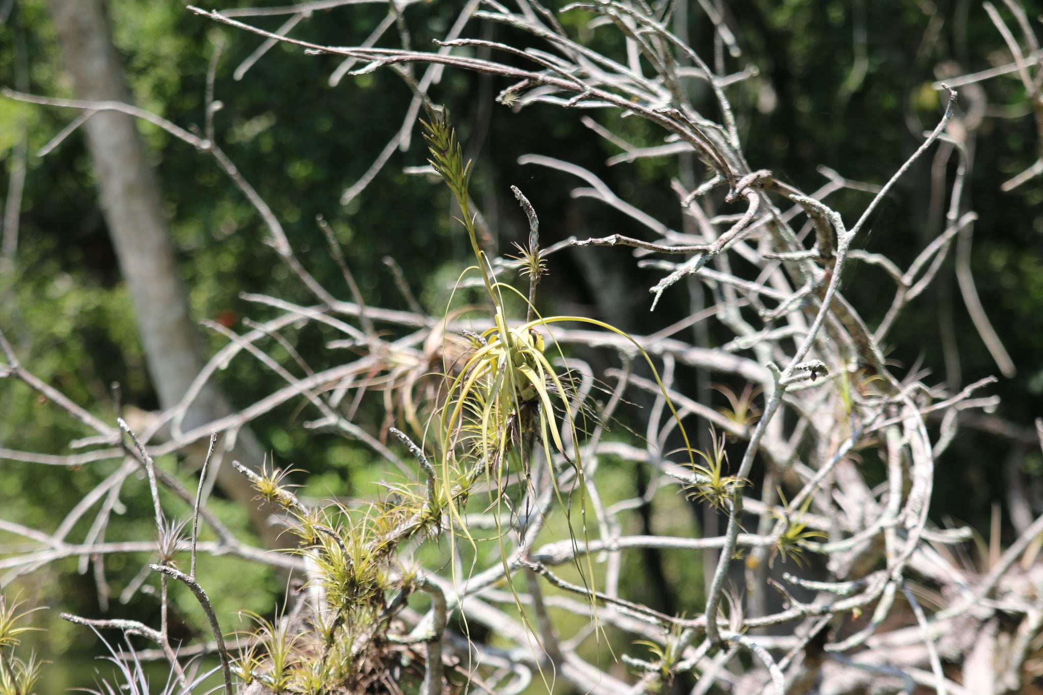 Tillandsia Balbisiana Air Plants in Nature