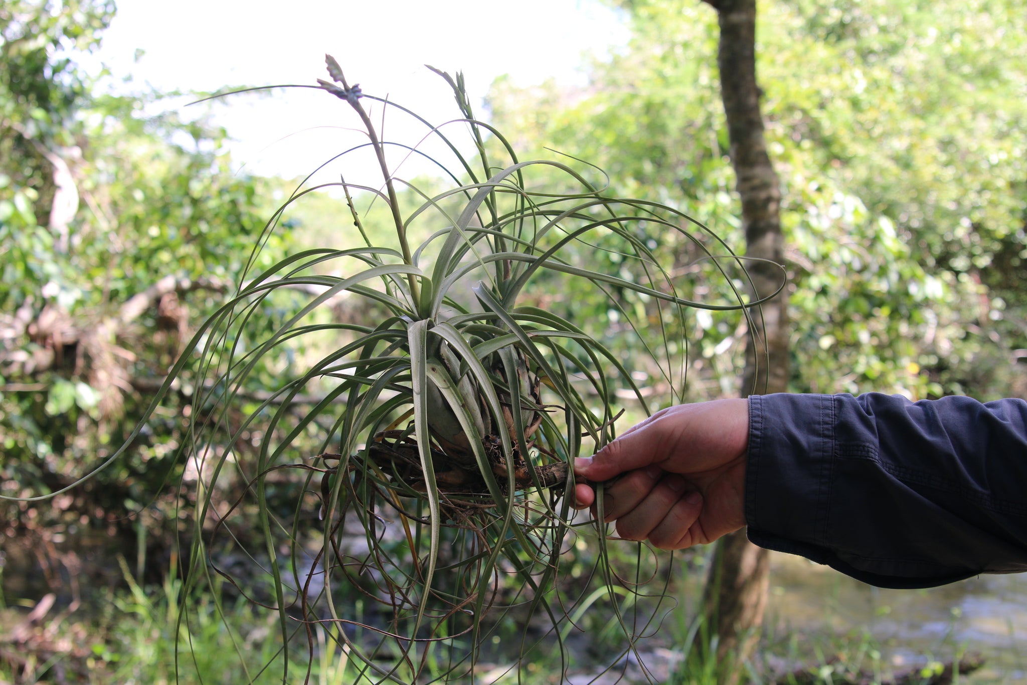 Tillandsia Balbisiana Air Plants