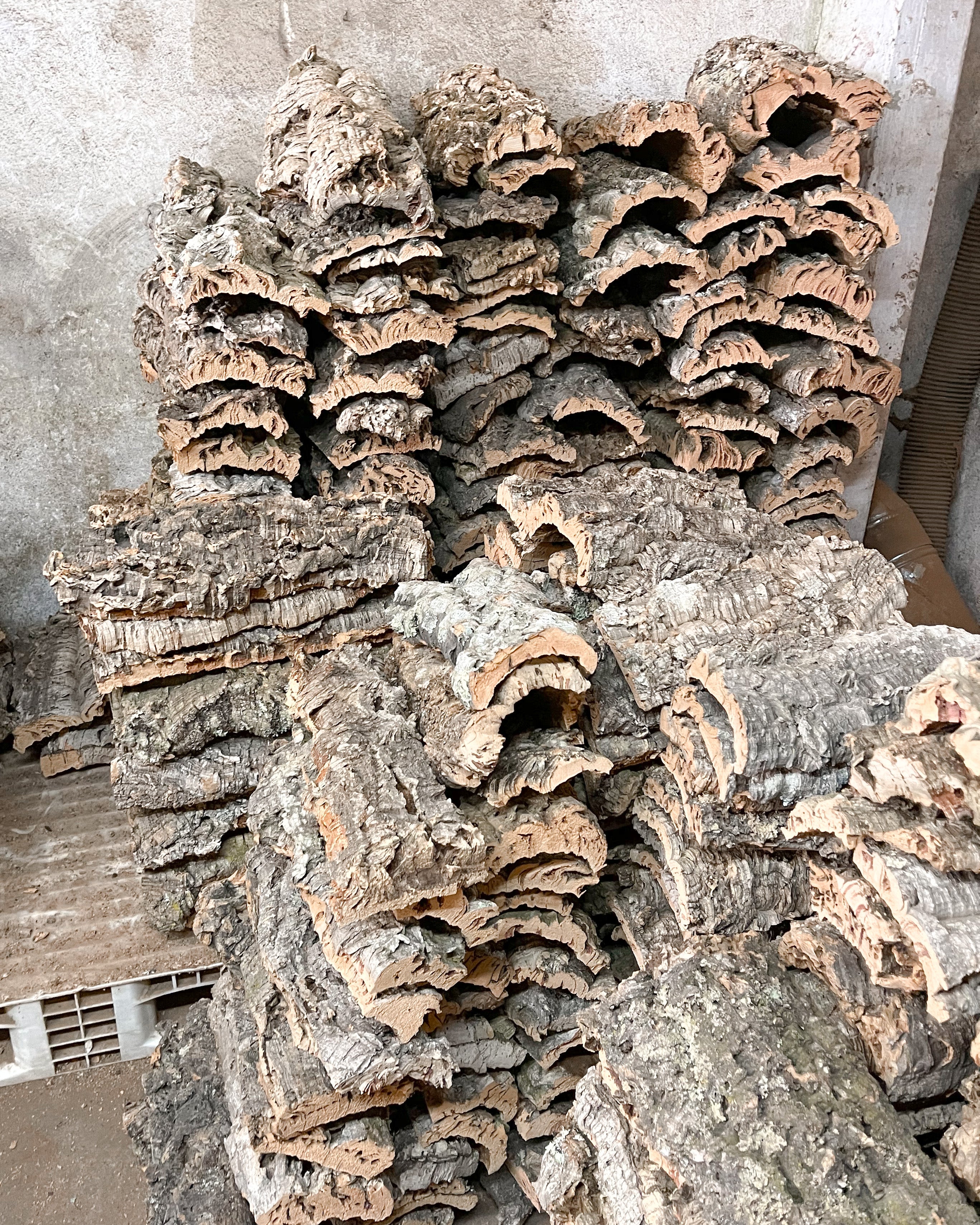 air plant tillandsia cork bark display