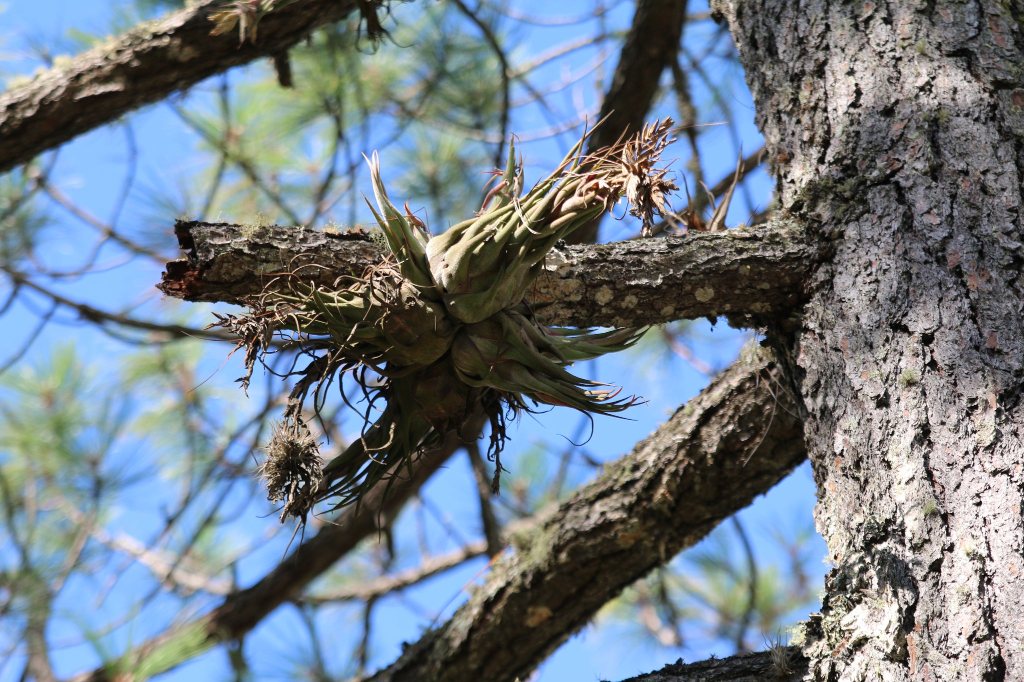 A big, healthy clump of Tillandsia Seleriana attached to a pine.