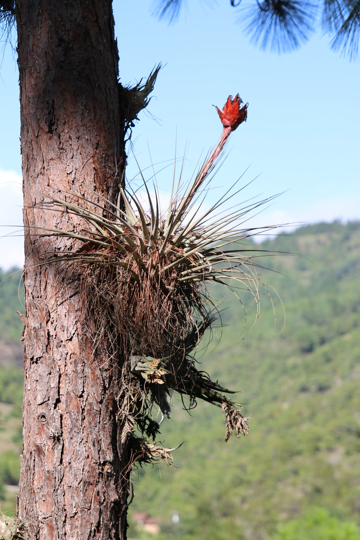 A pretty, red-blooming Tillandsia Fasciculata with Seleriena