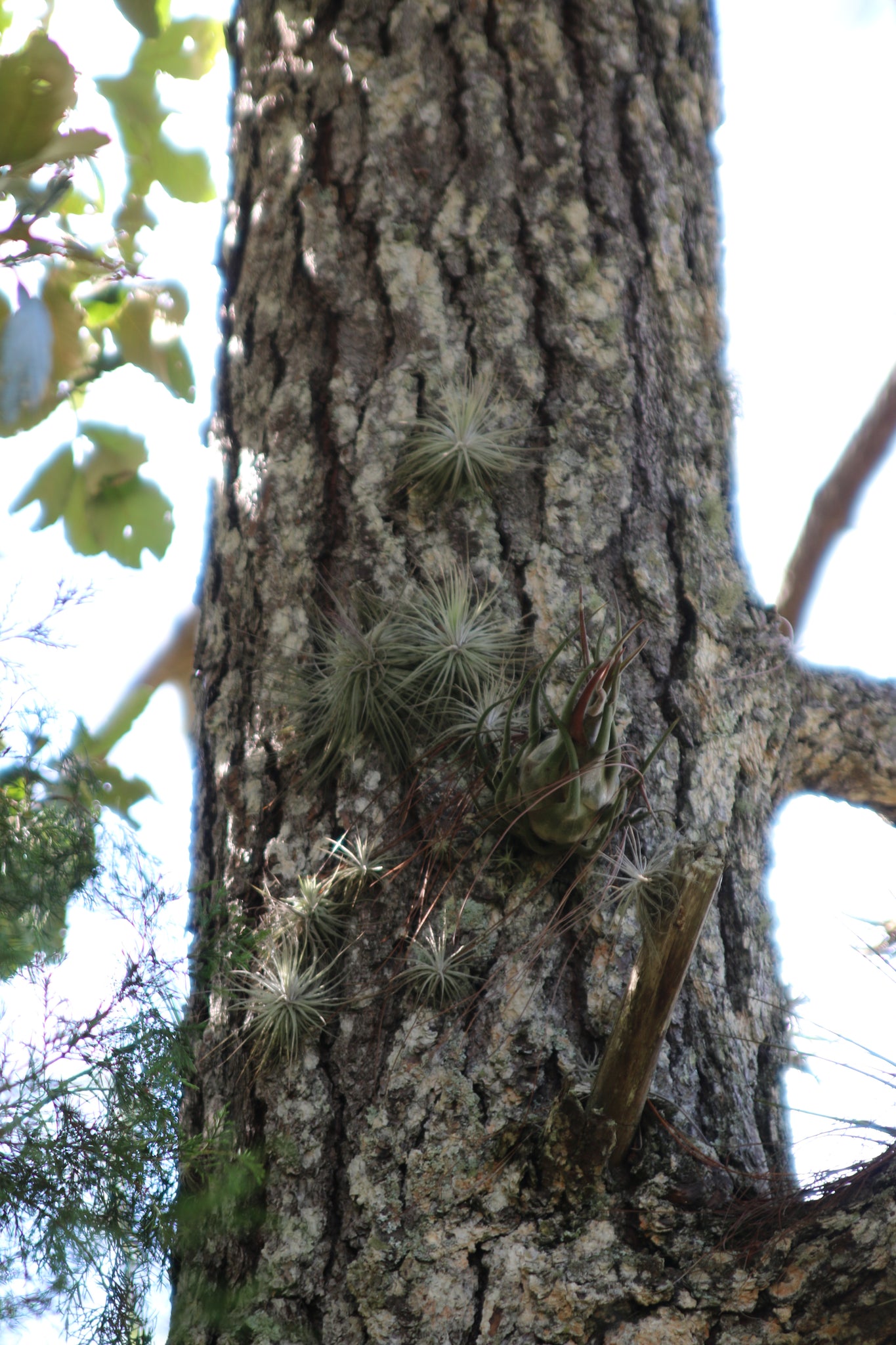 Magnusiana and Seleriana Air Plants attached to a tree trunk