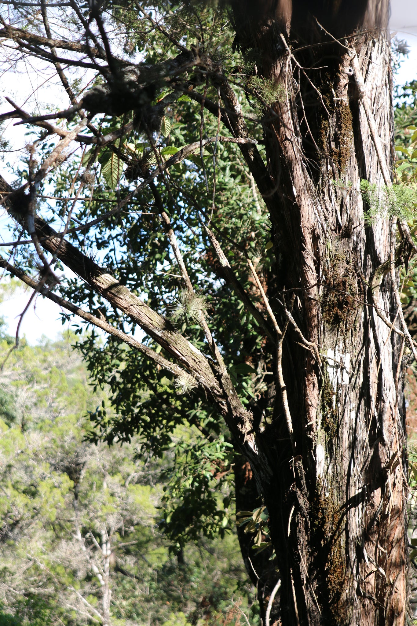 Native Habitat of Tillandsia Magnusiana Air Plants