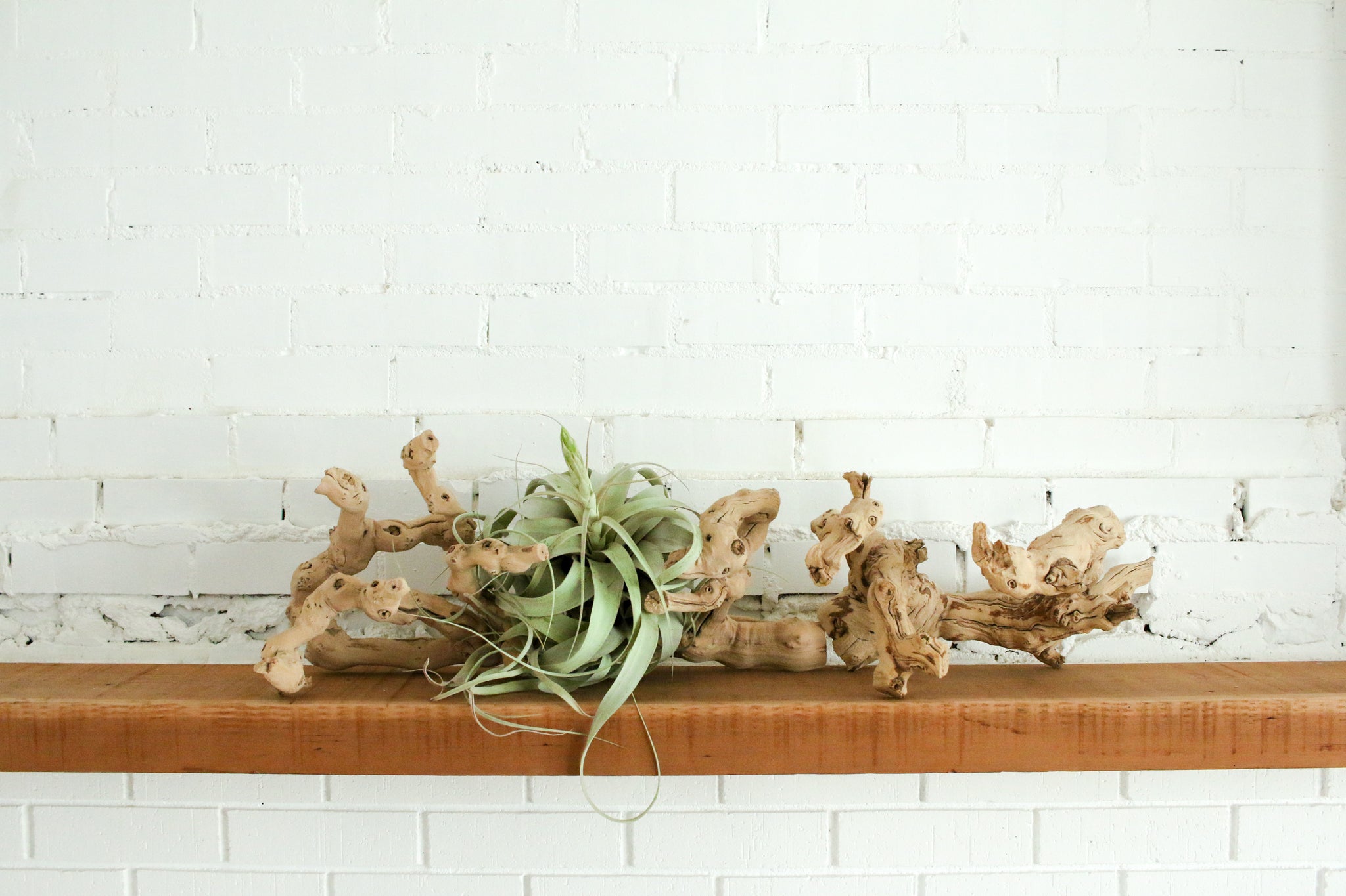 grapevine wood display with tillandsia air plants