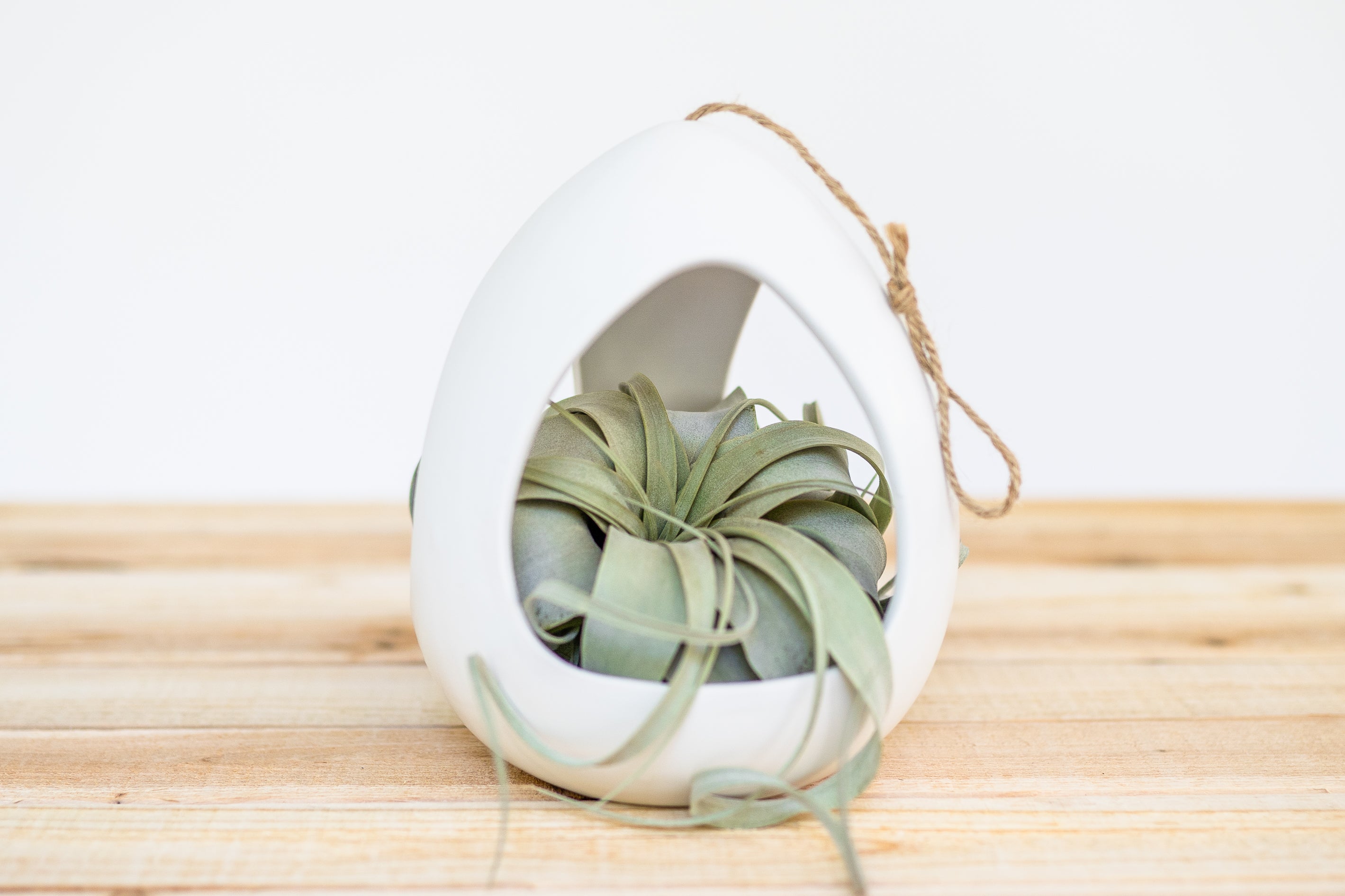 three open sided ceramic plant container with tillandsia xerographica air plant