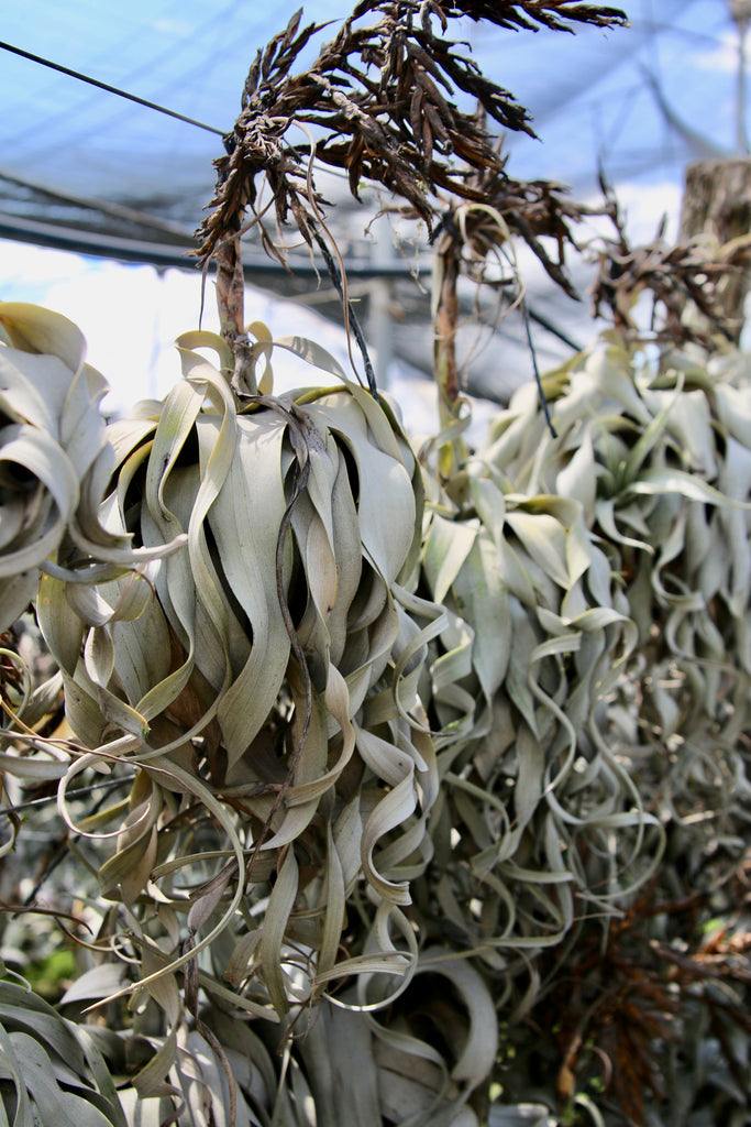 tillandsia xerographica air plants with dying bloom stalks