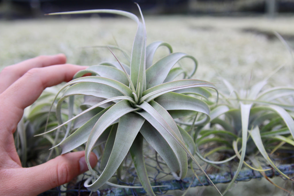 Adult leaves on seedling xerographica air plants