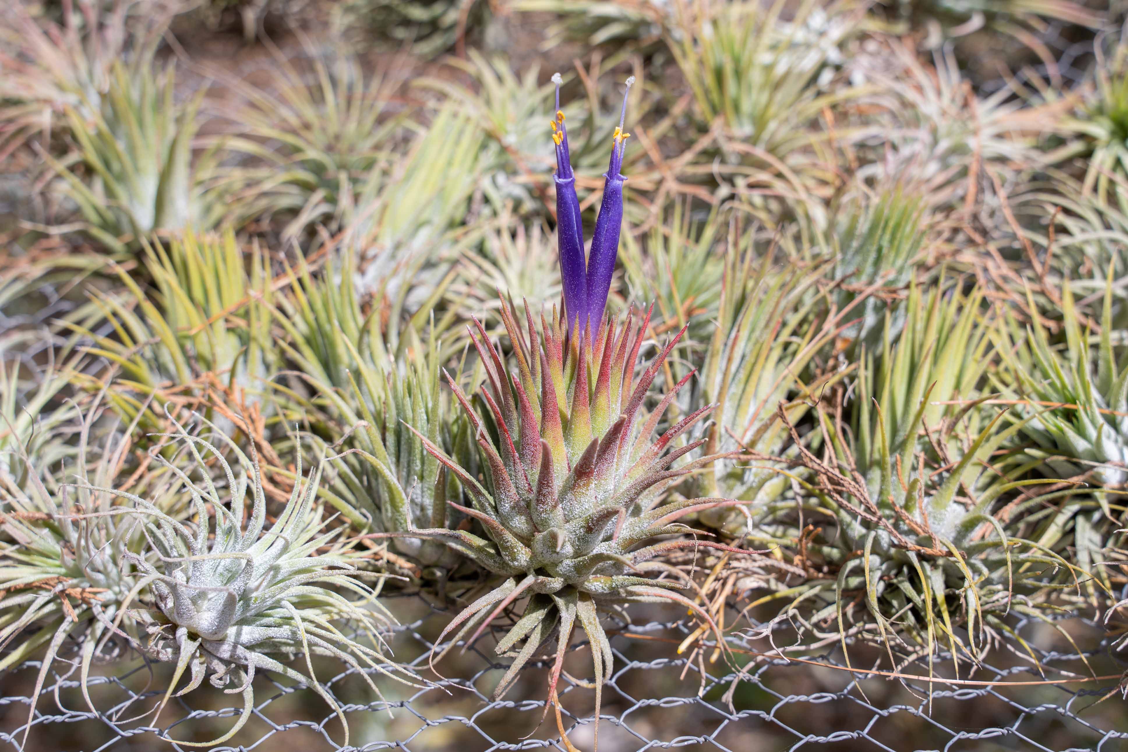 air plant tillandsia ionantha bloom