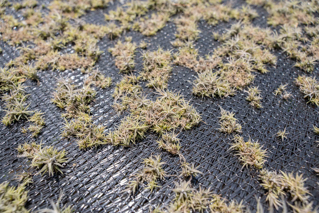 microscopic seedlings spread on a mesh tarp at the farm